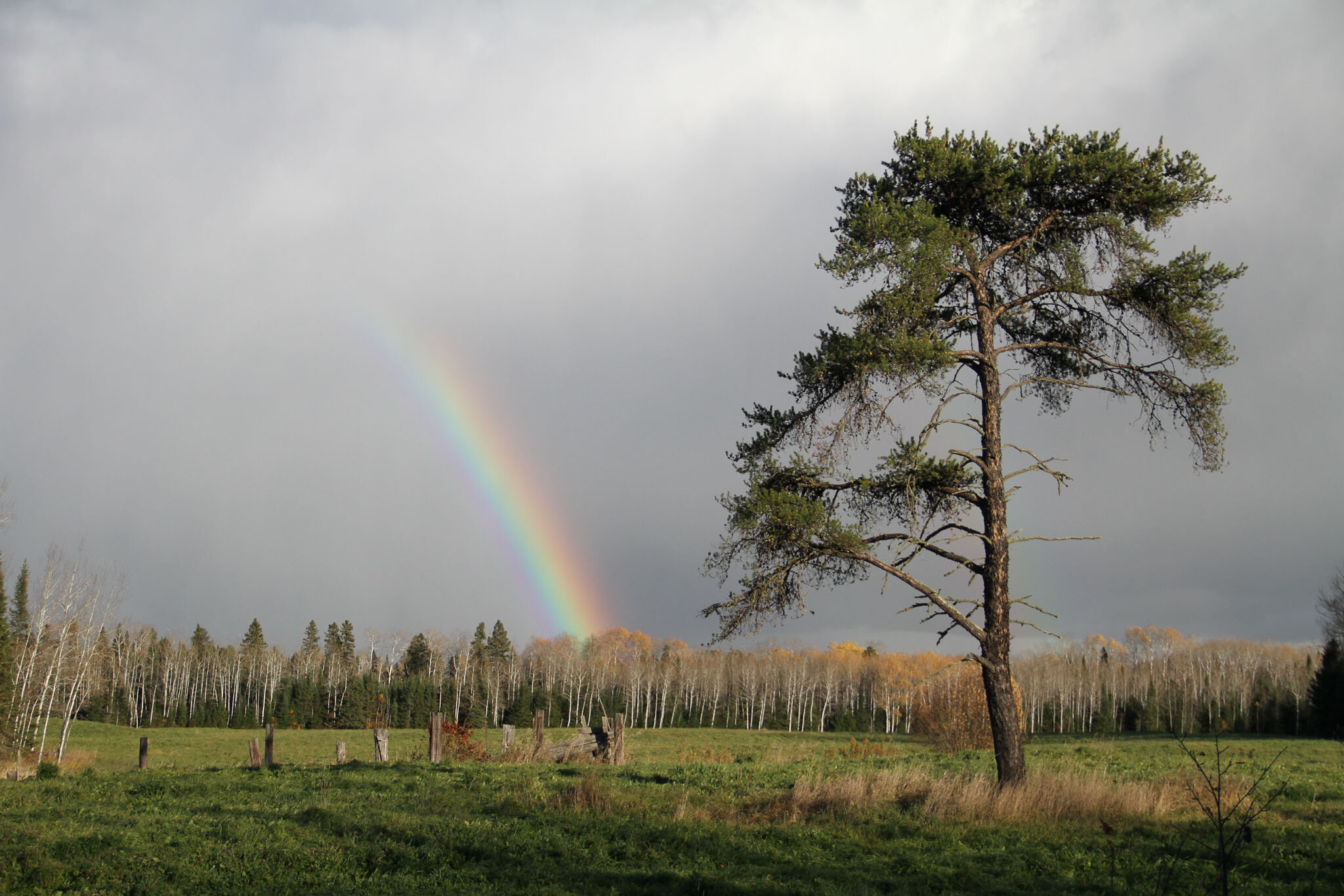  Spruce tree and rainbow after the storm 