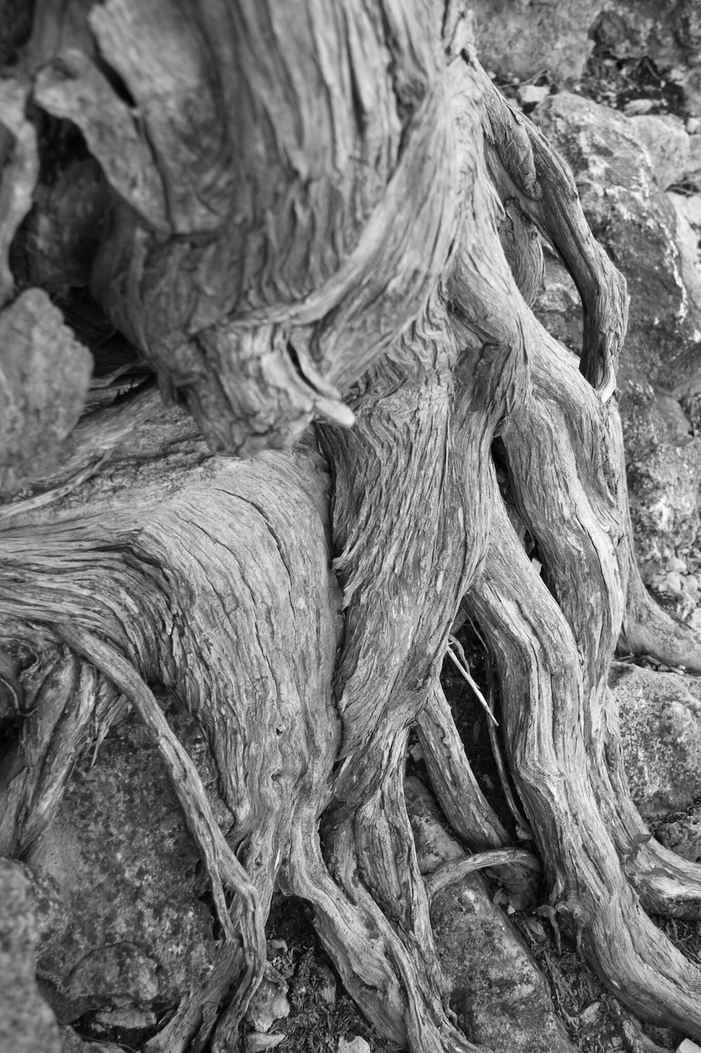  Cedar tree roots over rocks 