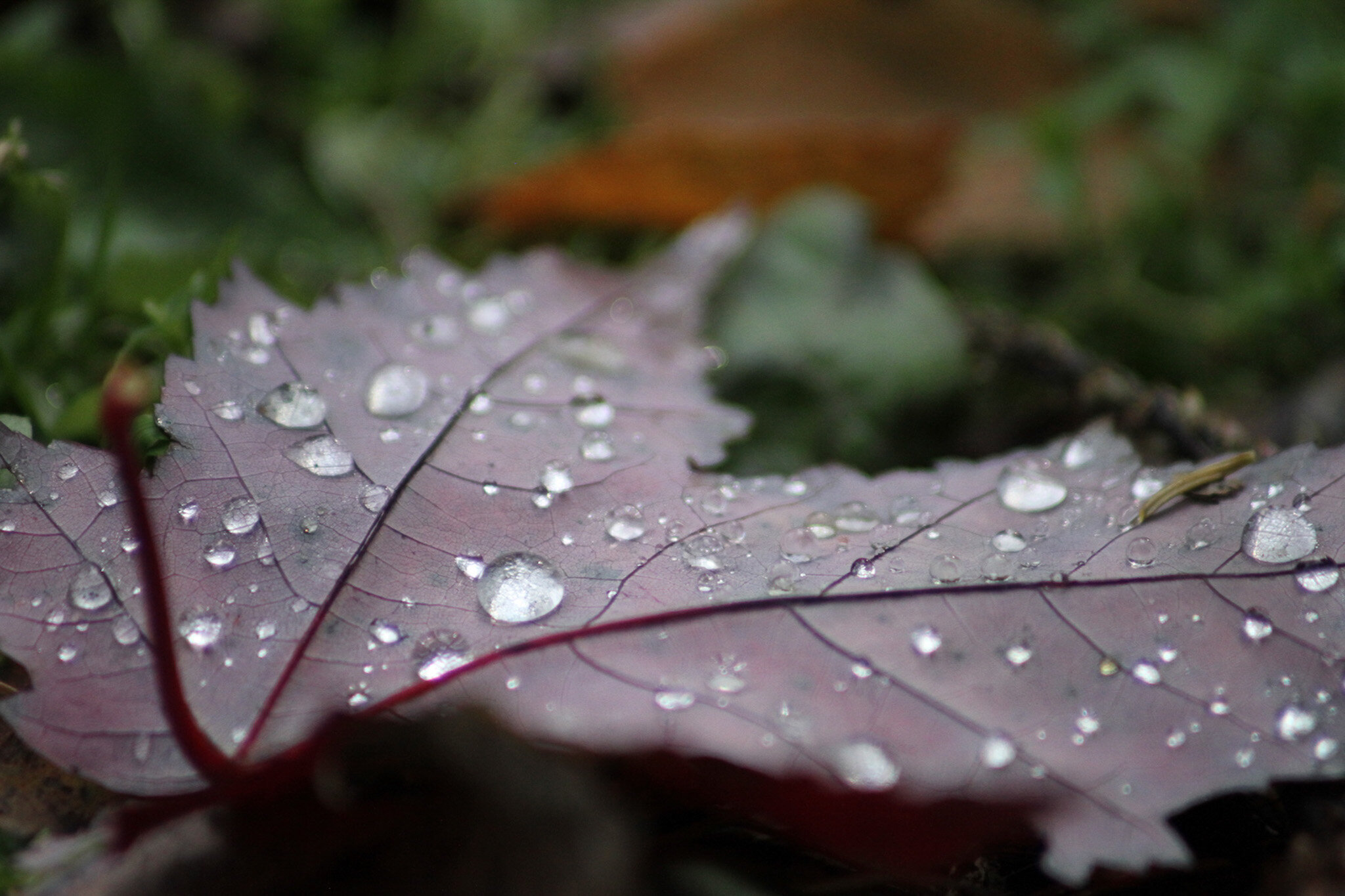  Water droplets on maple leaf 