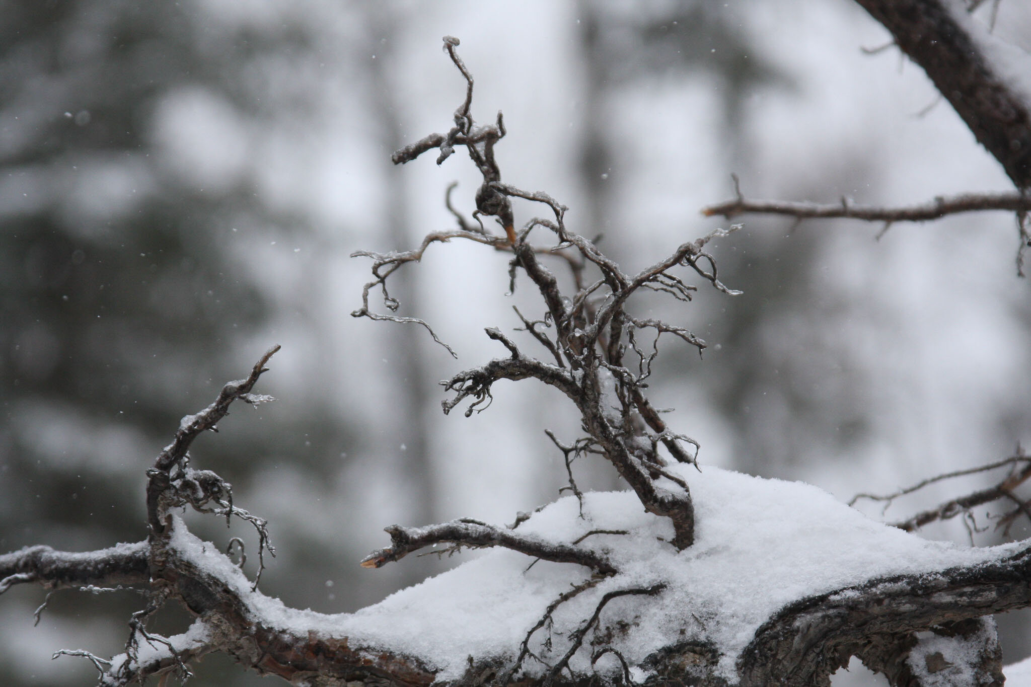  Snow on tree roots 