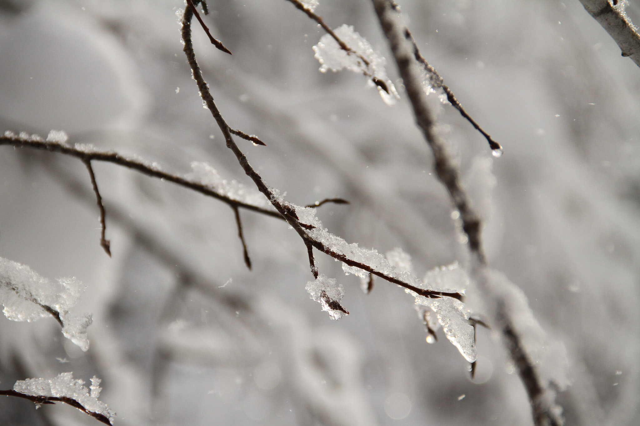  Icy tree branches 