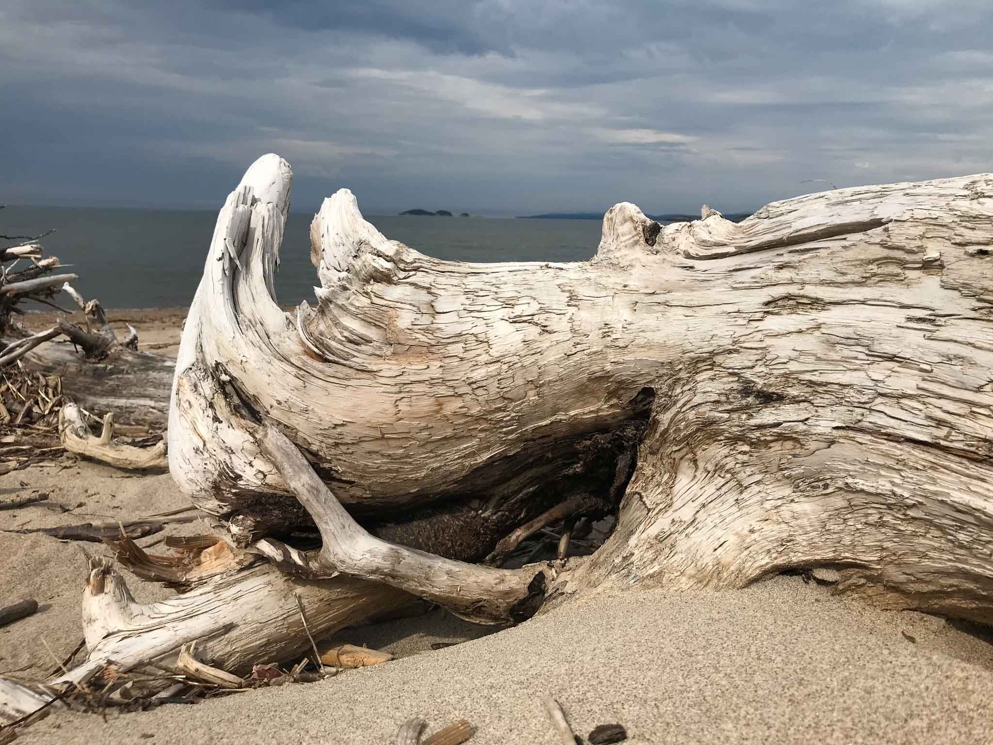  Driftwood on the Beach at Neys Provincial Park 