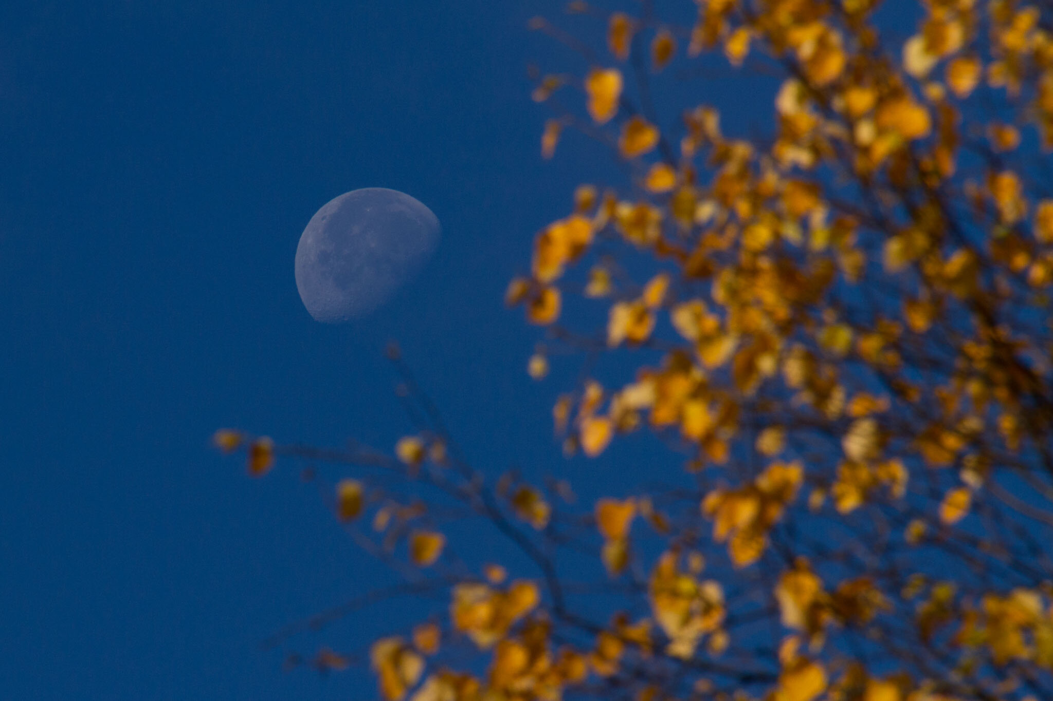  Daytime moon with poplar tree 