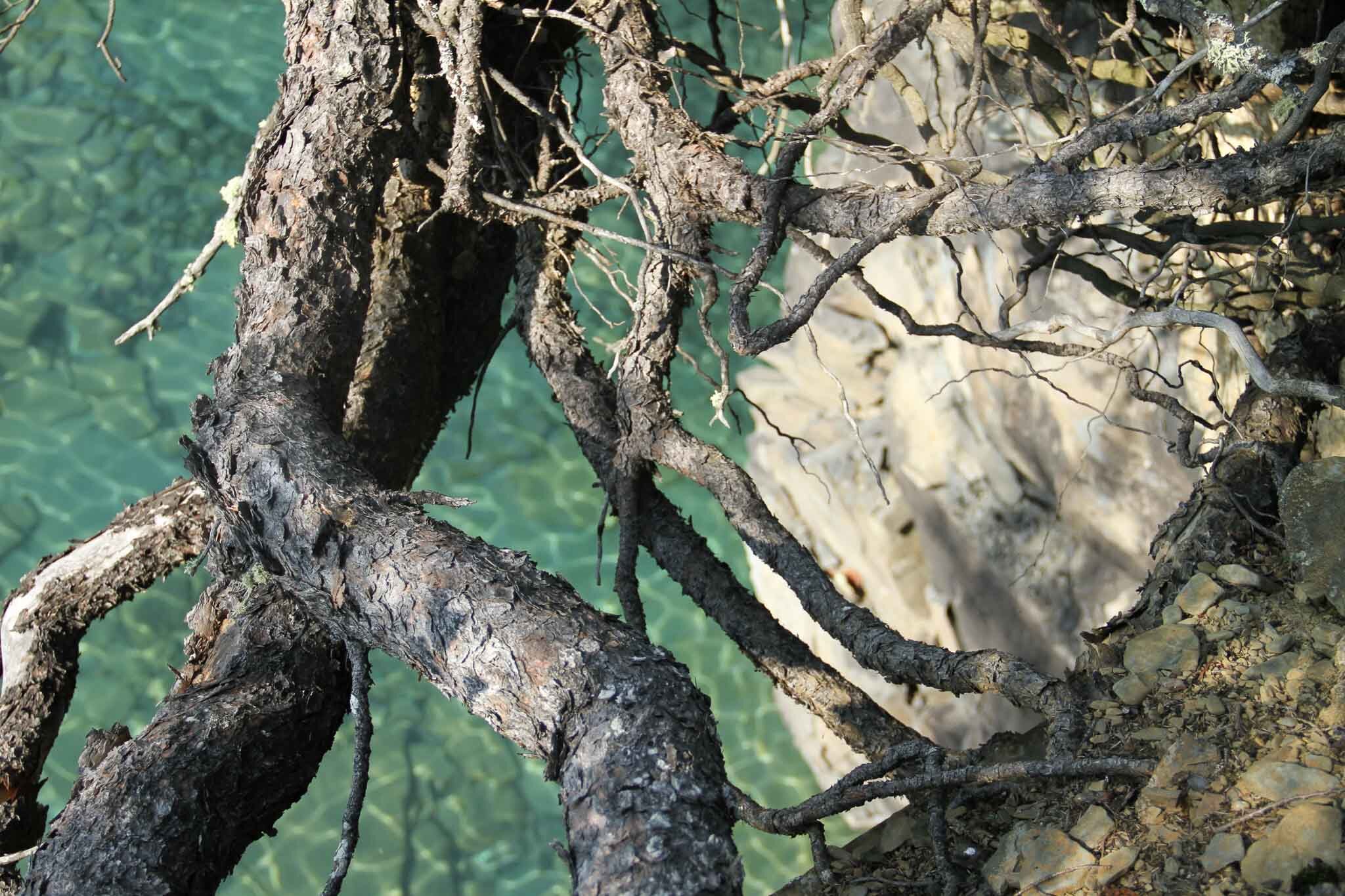  Tree roots over Perry Bay on Lake Superior 