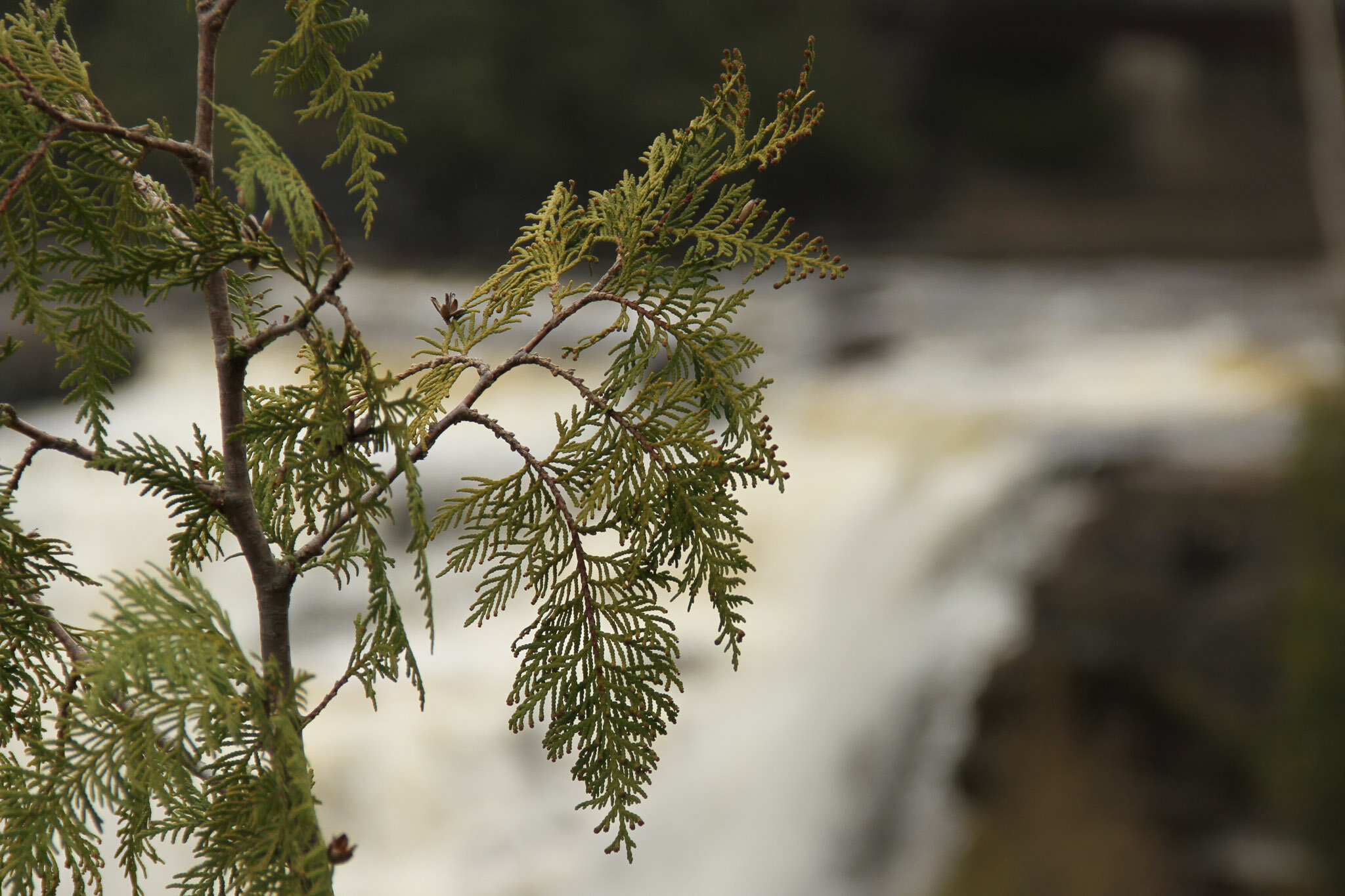  Cedar at Kakabeka Falls 