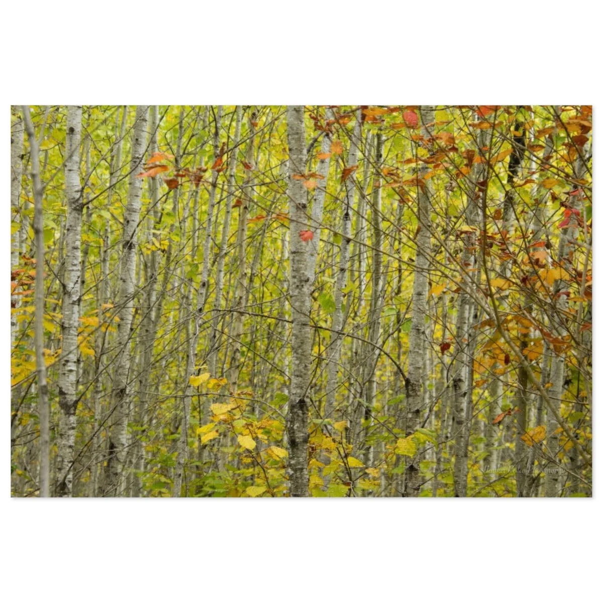 Lost in the Lemon Yellow Woods Jigsaw Puzzle