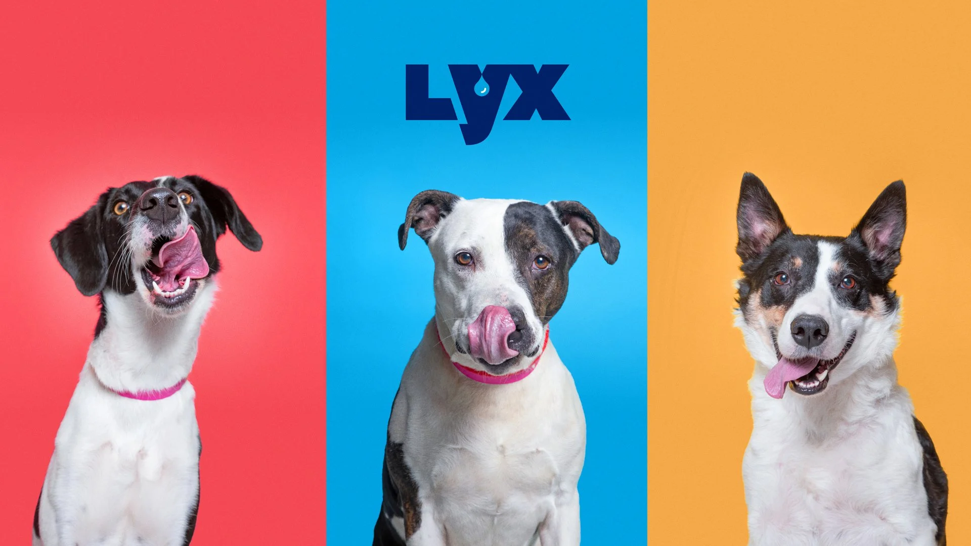 Dog_Lick_Brandbook2.jpg