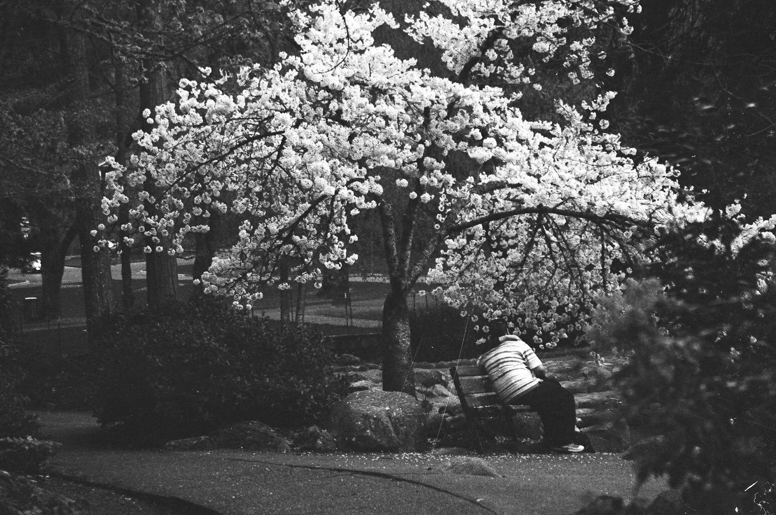 Spring in the West