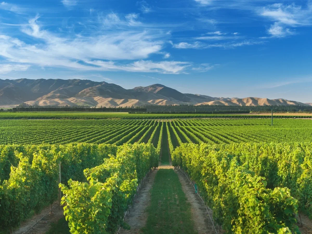 Marlborough Winery.webp