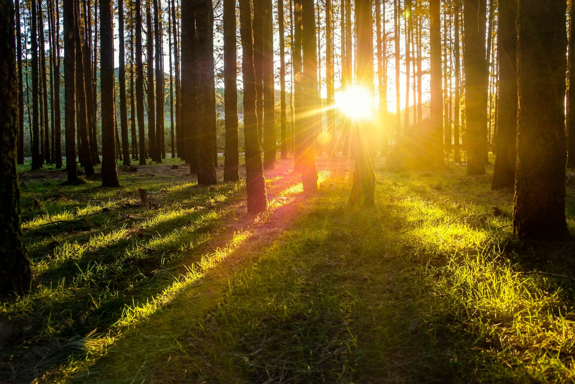 Sunlight shining through a forest of tall trees with green grass on the ground.