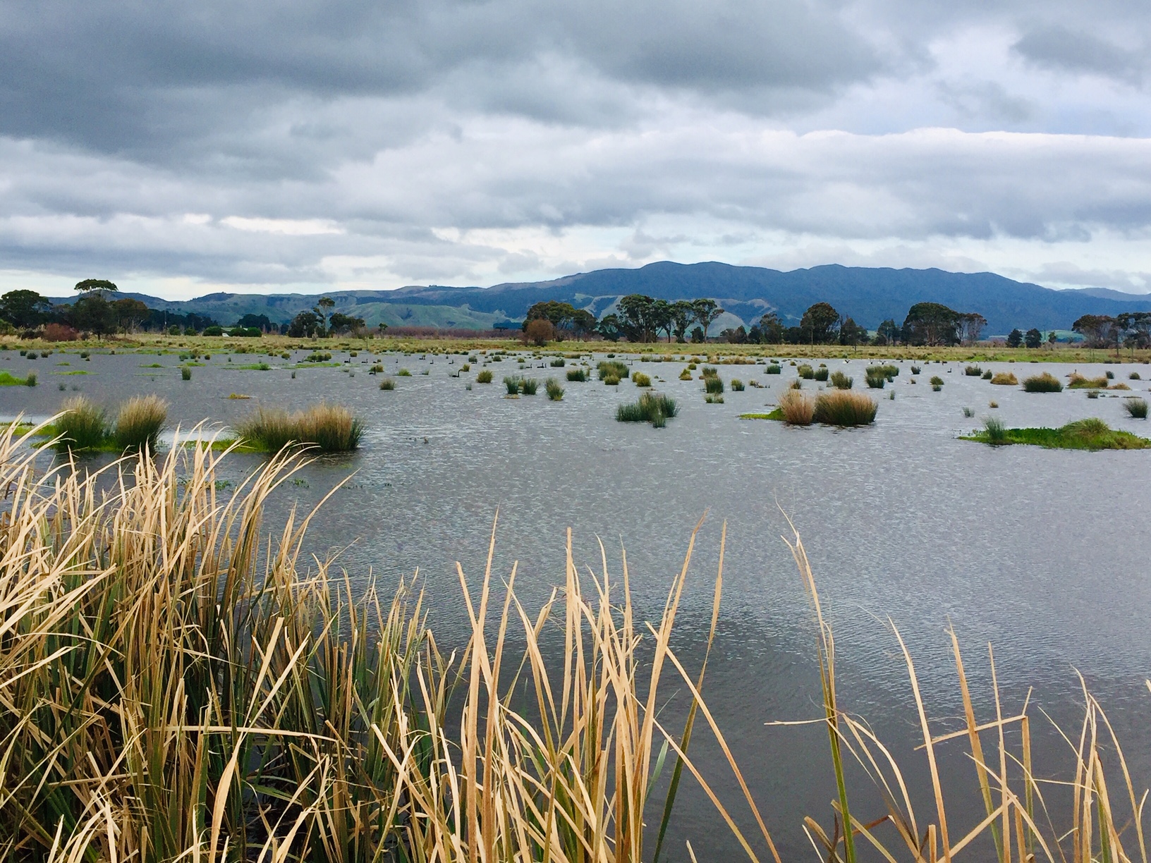 Wairio Wetland visit - The Gift Trust