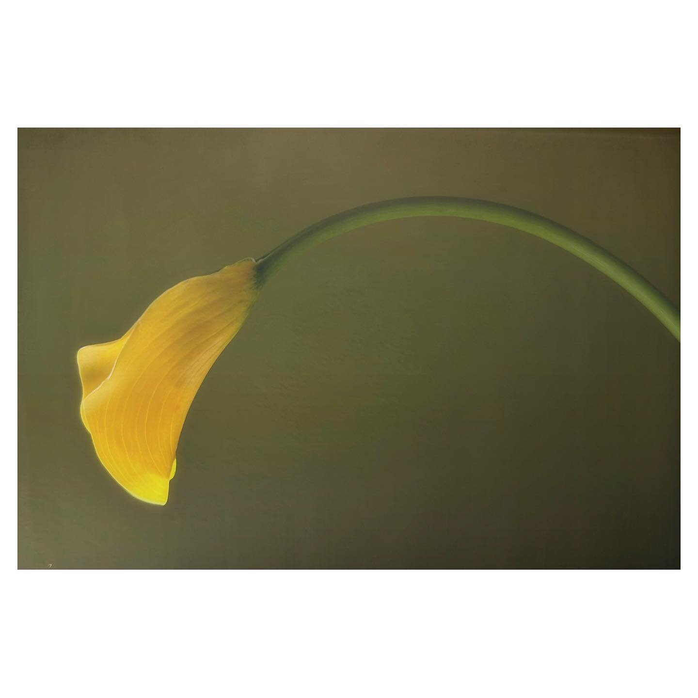 Yellow Calla

#shotoniphone #tagreemagazine
#susanspiritusgallery 
#fineeyemagazine 
 #raw_mobile_ 
#fineartzone  #raw_colours #52frames #youmobile #mobilefineart #framesmag 
#_mobile_photography 
#onlymobileart 
#mobileperfection #jj_mobilephotograp