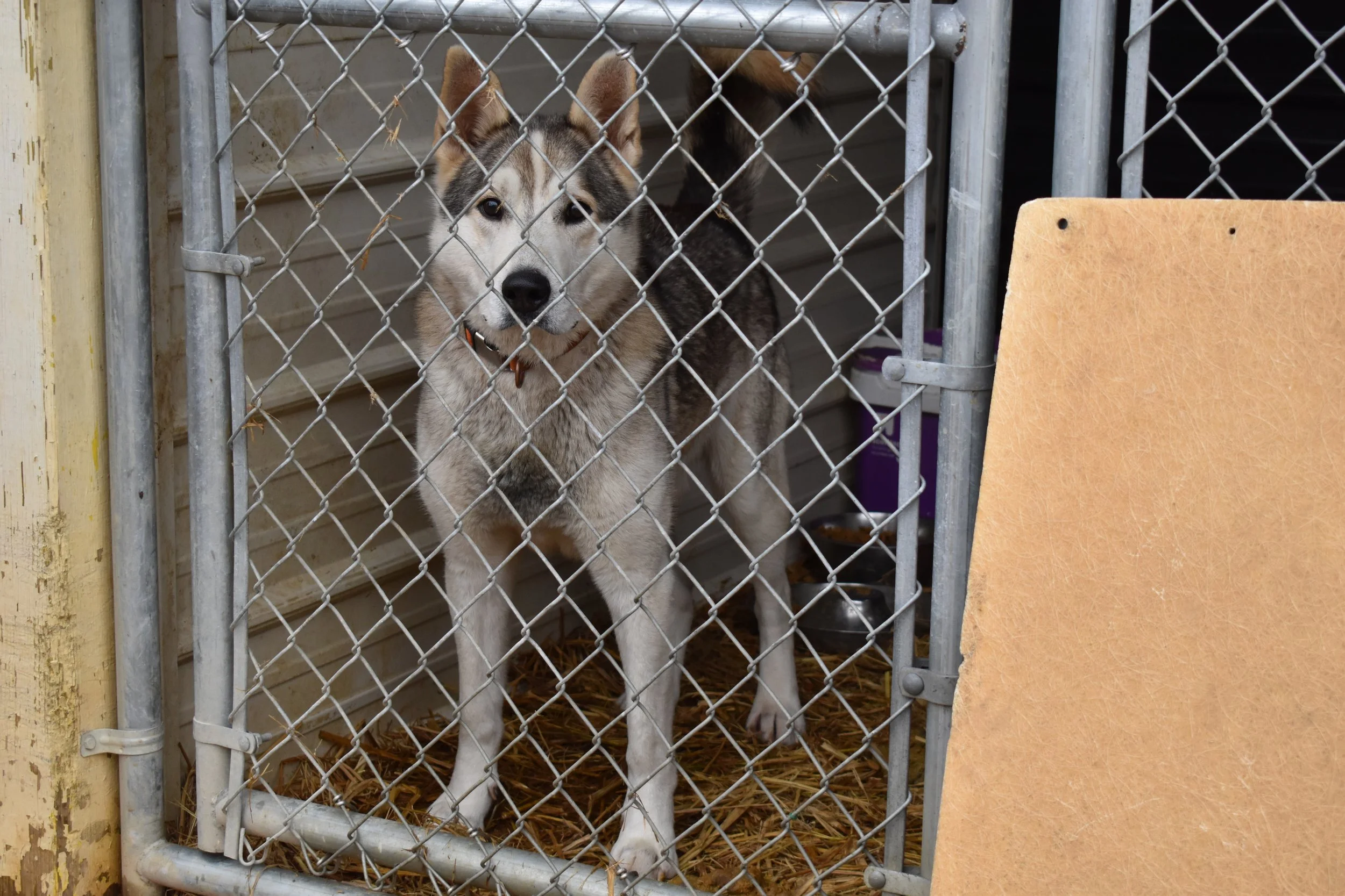tails-from-corinth-2024-banner-Smoke Husky 2.jpg