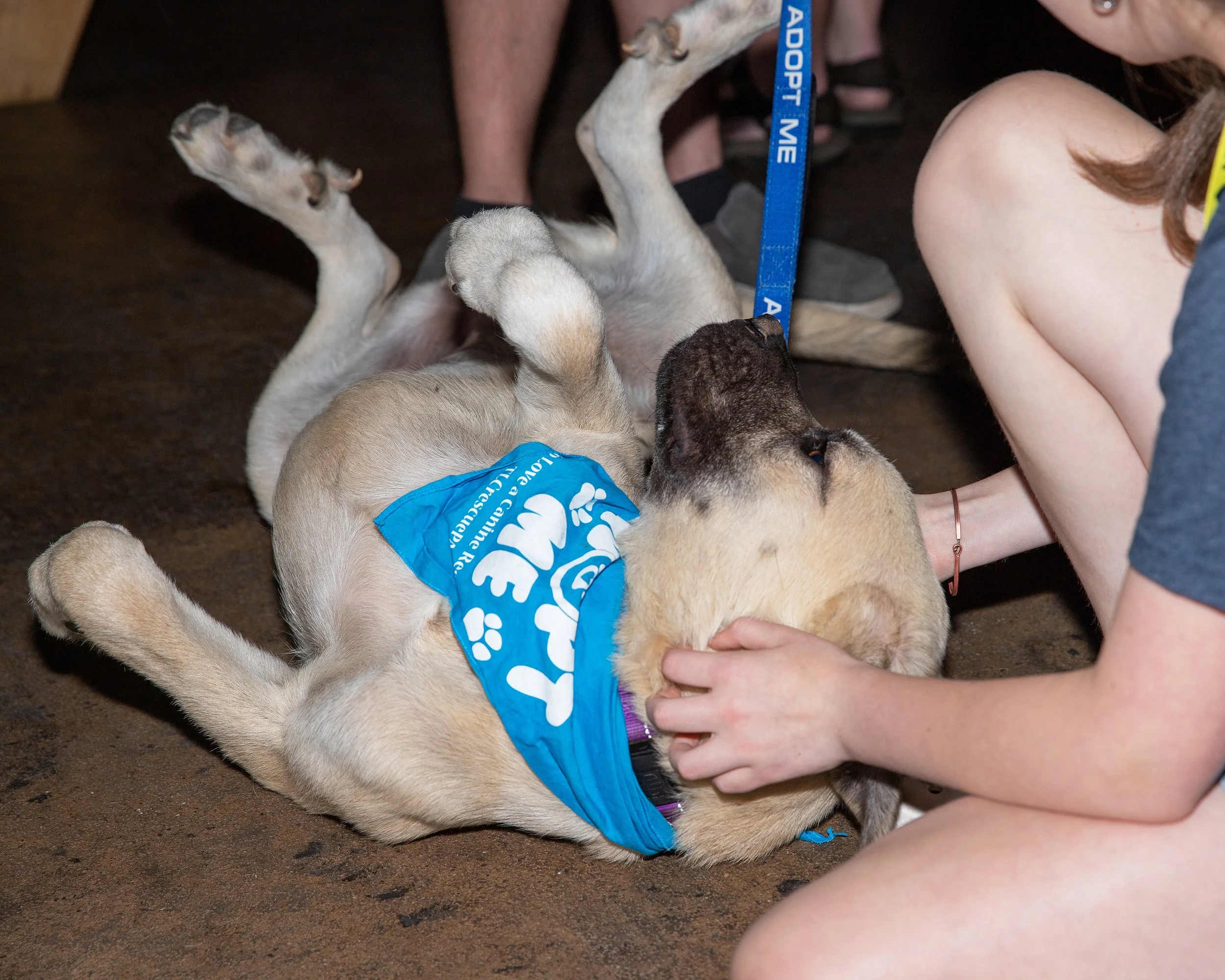 puppypalooza-gallery-Nattie 5.jpg