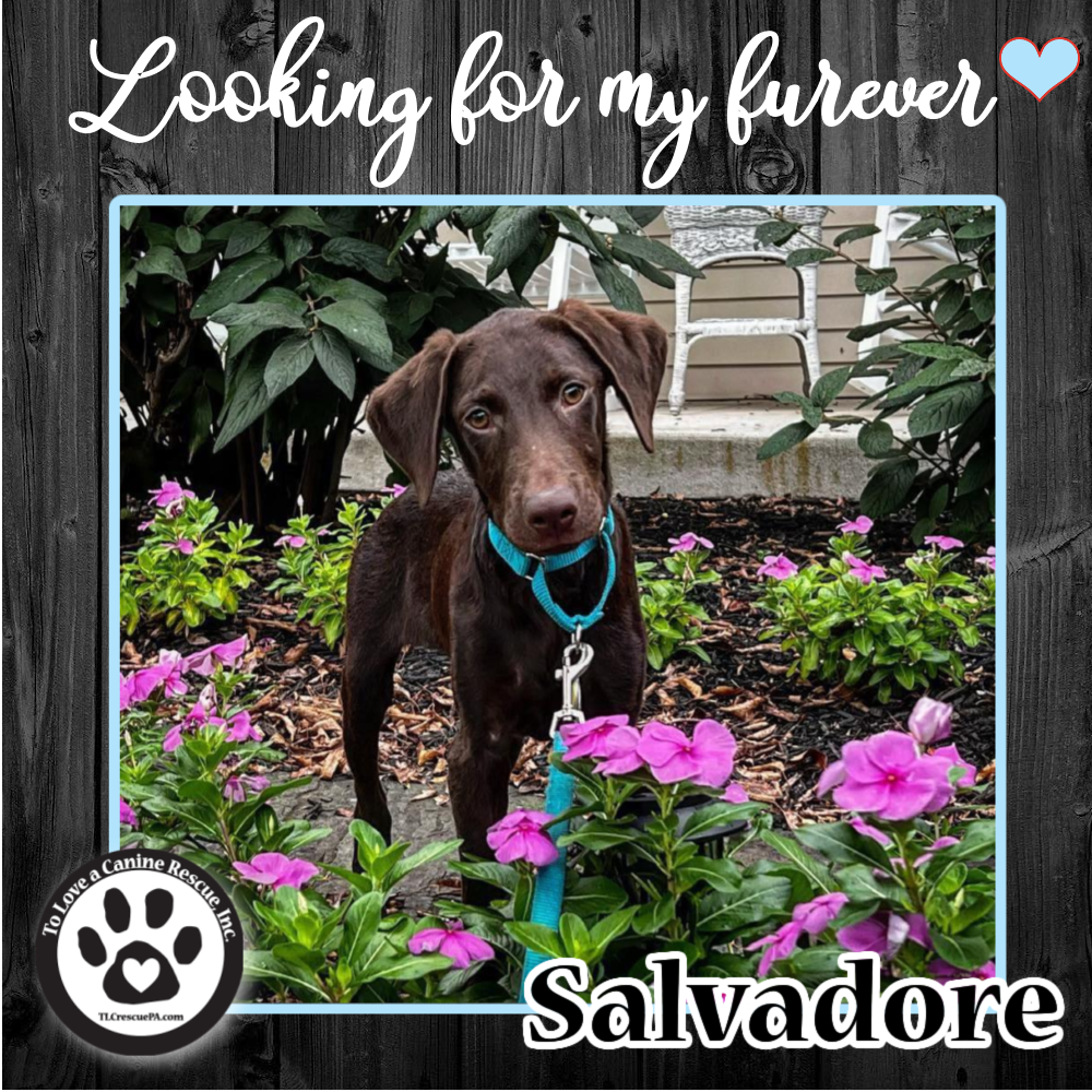 Salvadore_copy_3.png