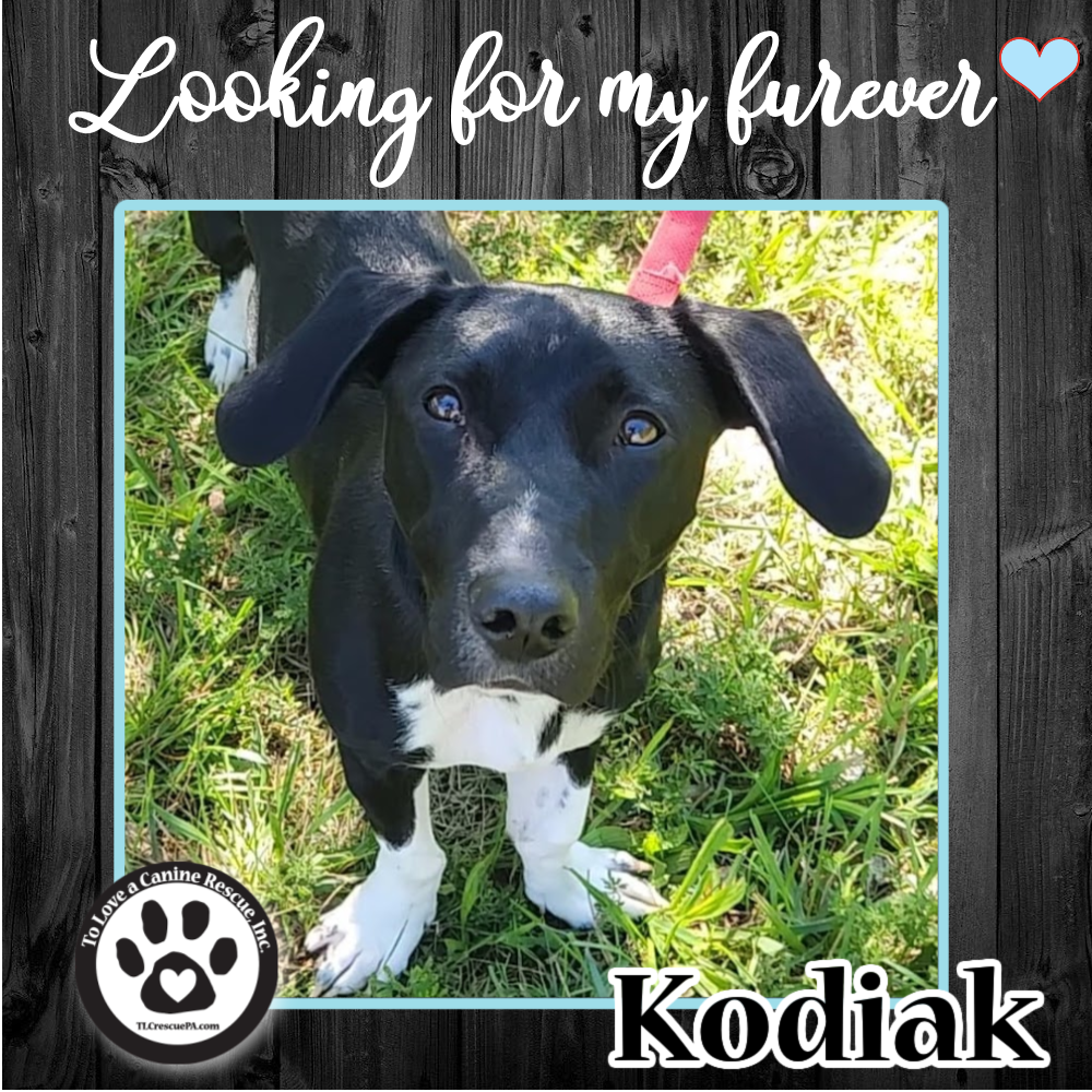 Kodiak_copy_7.png