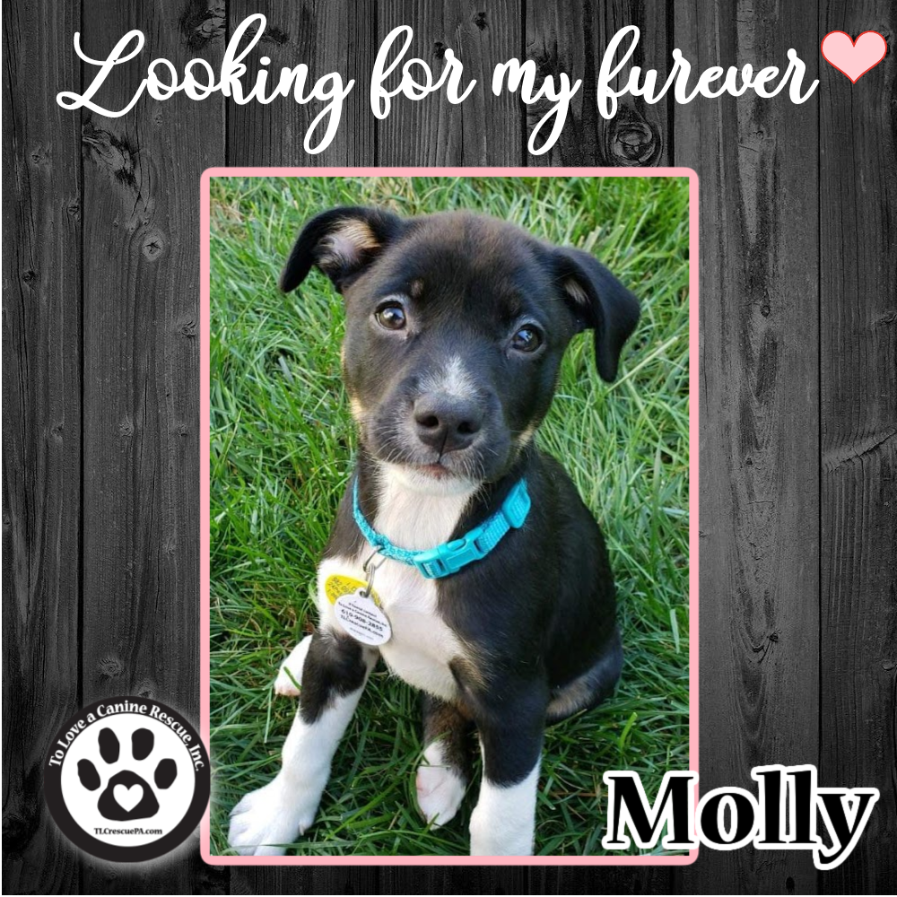molly.png