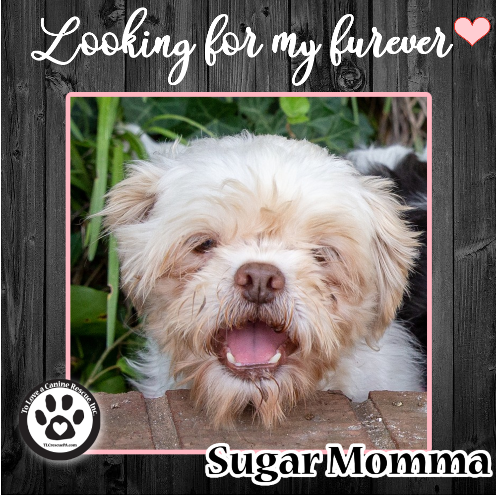 Sugar_Momma_copy_7.png