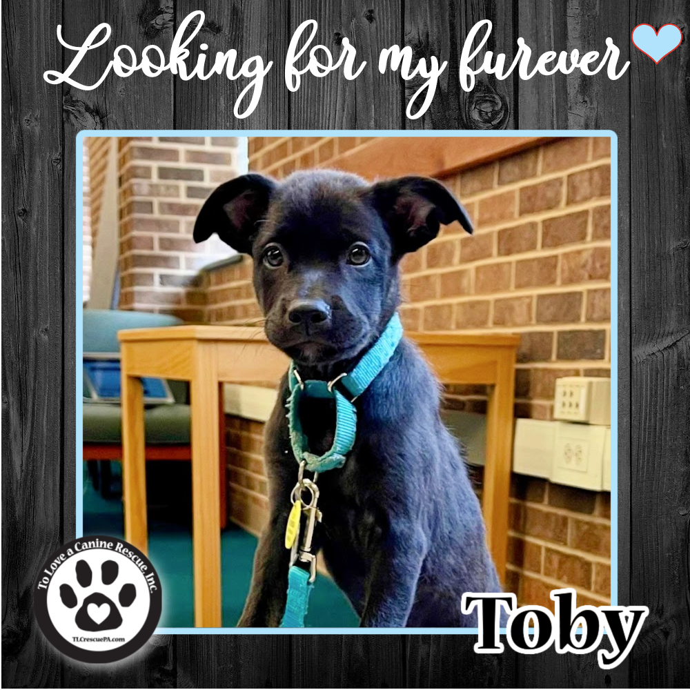 Toby_copy.png