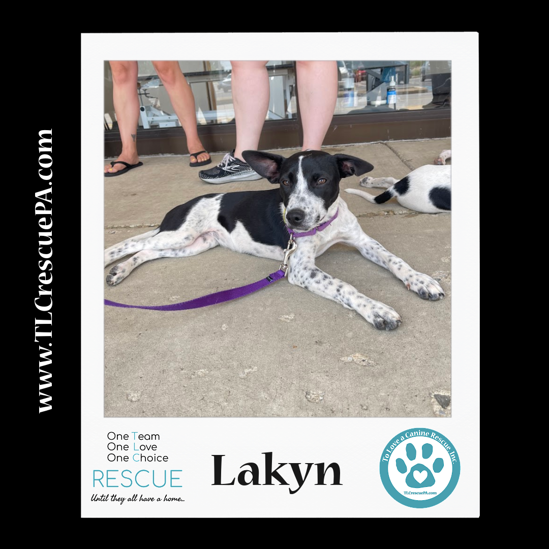 Lakyn_copy_6.png