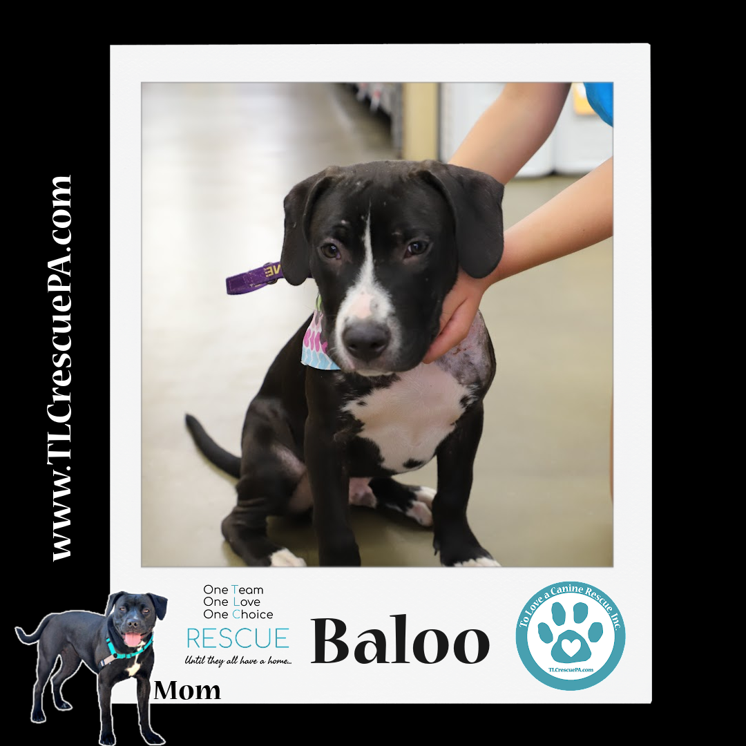 Baloo_copy.png
