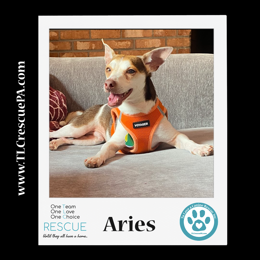 Aries_copy_6.png