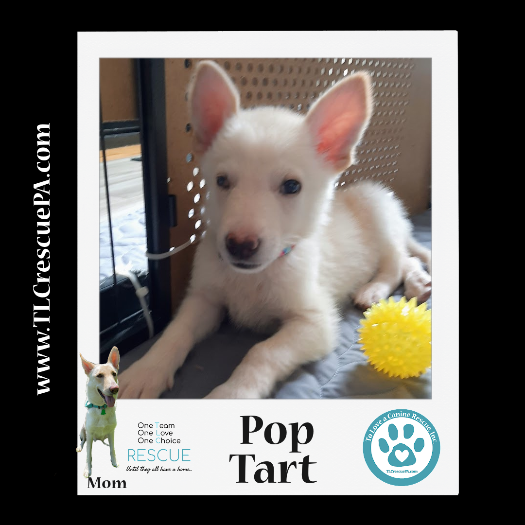 Pop_tart.png