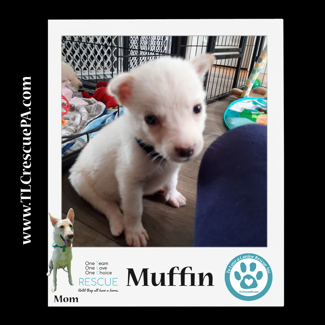 Muffin.png