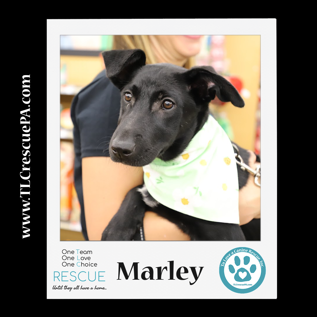 Marley_copy_4.png