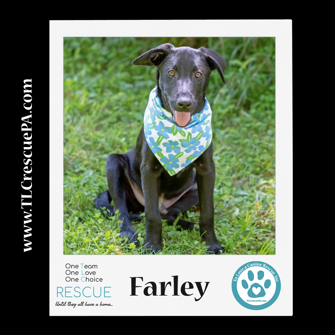 Farley_copy_12.png