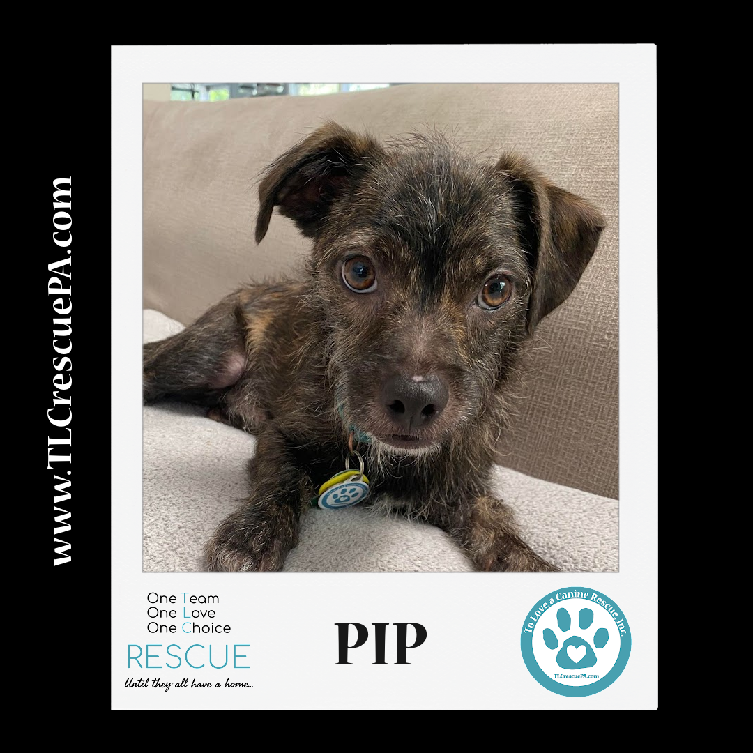 Pip_copy_3.png