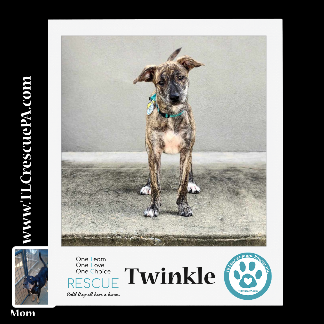 Twinkle_copy_5.png