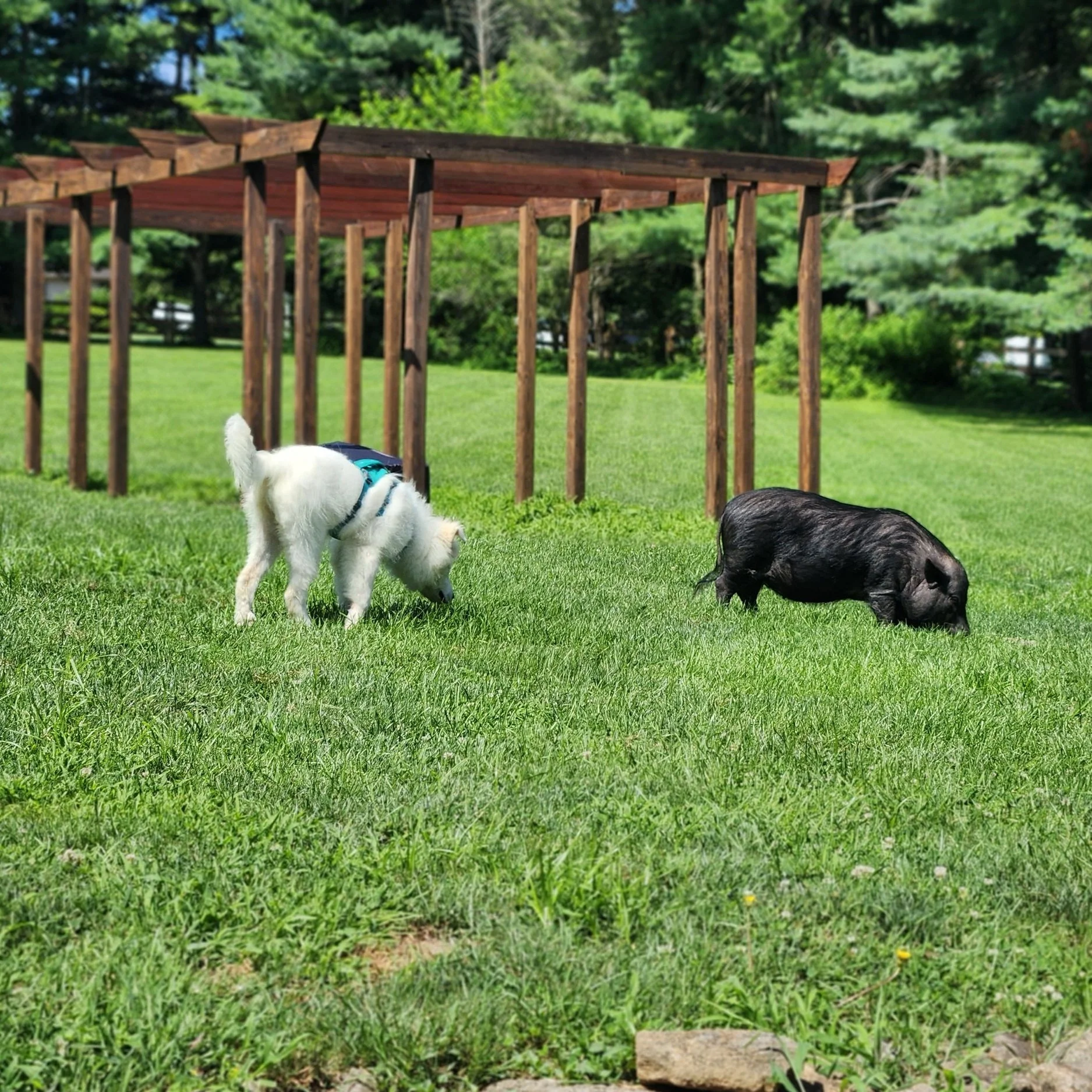 barkingbackblog-blogpost-body-20230722_110830.jpg