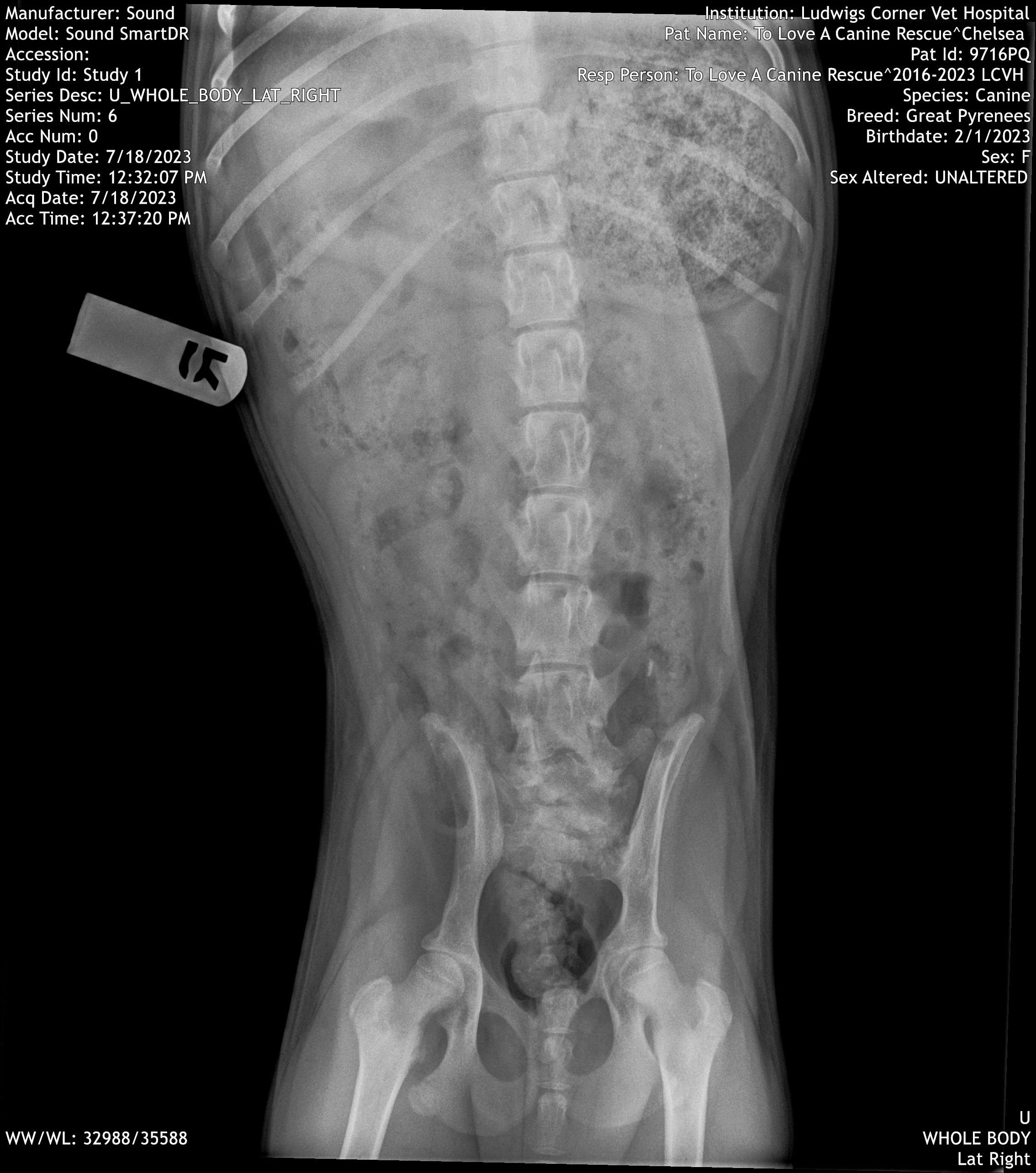barkingbackblog-blogpost-body-IMG13.jpg