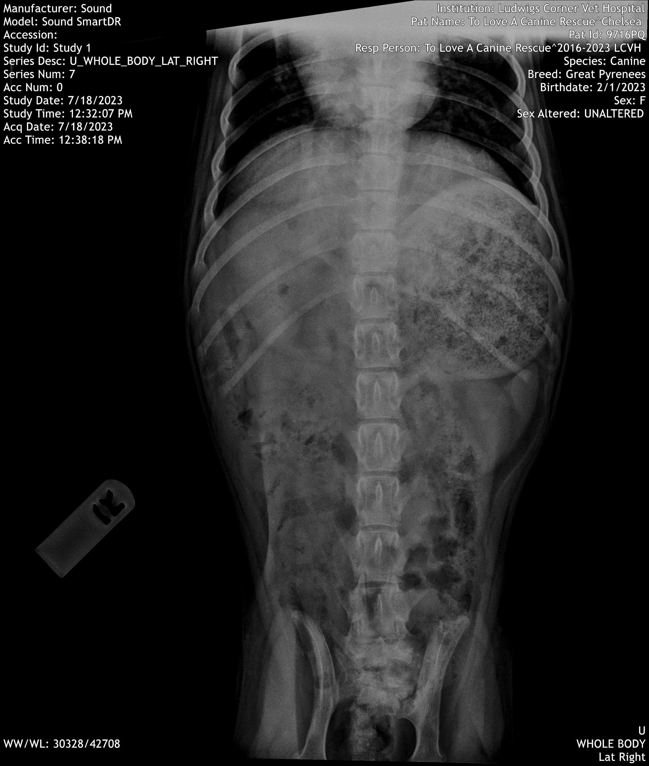 barkingbackblog-blogpost-body-IMG12.jpg