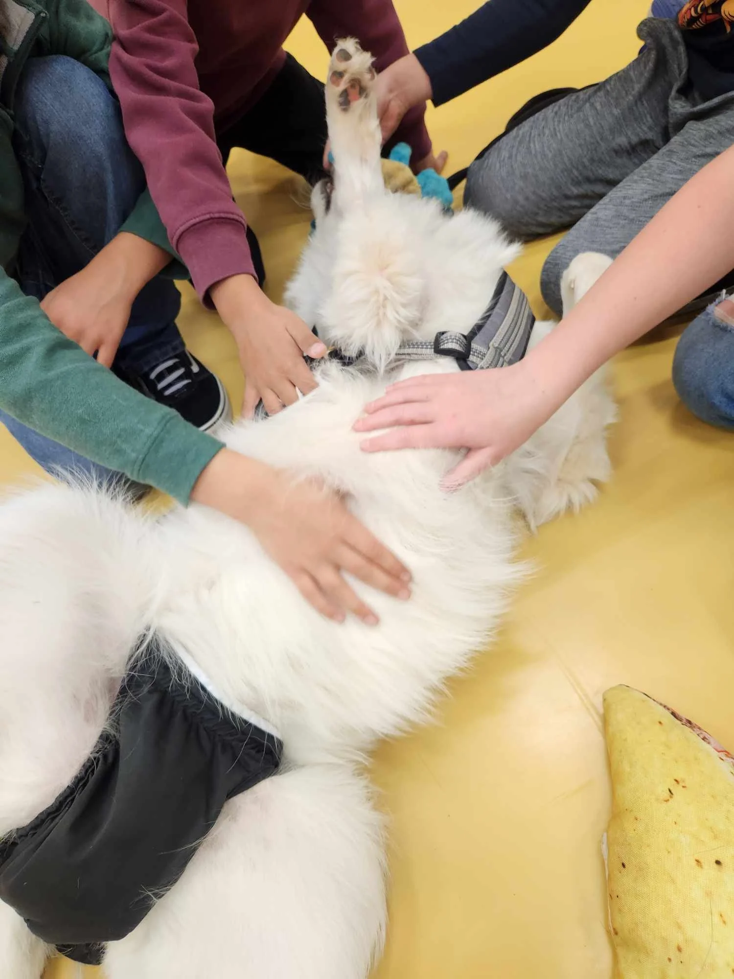 barkingbackblog-blogpost-body-401204884_1957326408015493_7856686883886256911_n.jpg