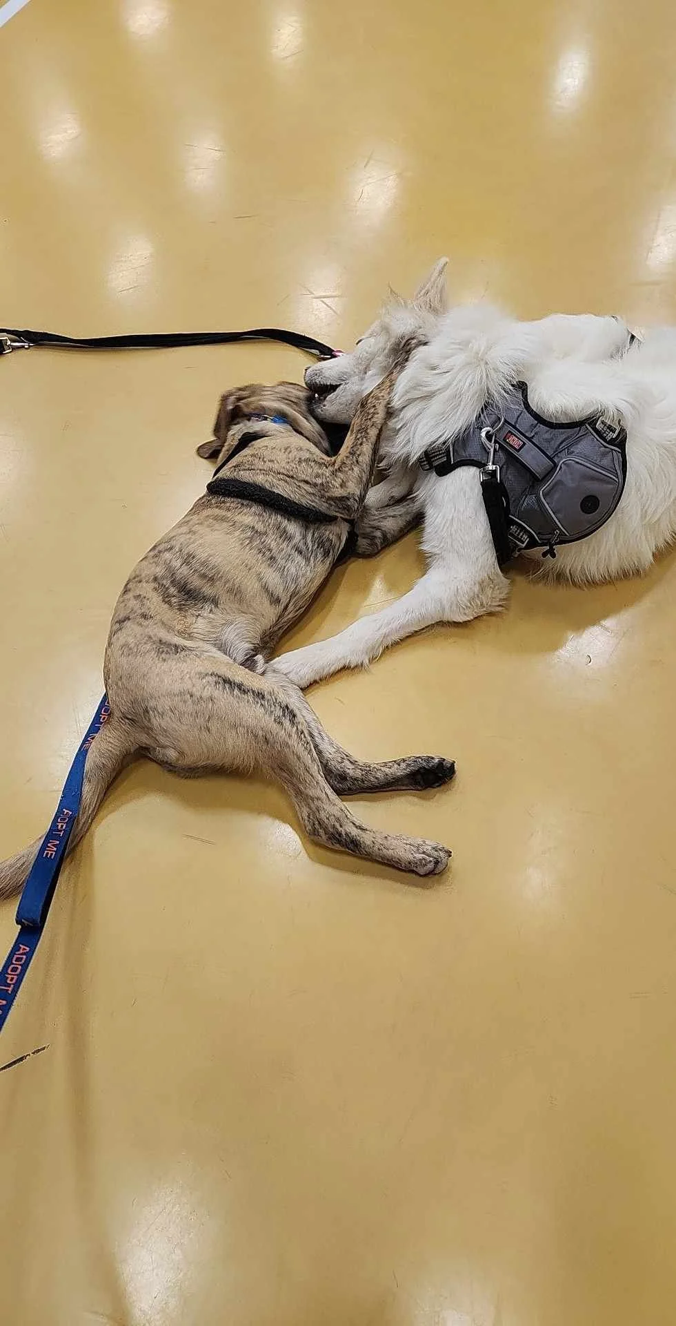 barkingbackblog-blogpost-body-399975849_155159104351857_8405033688743153211_n.jpg