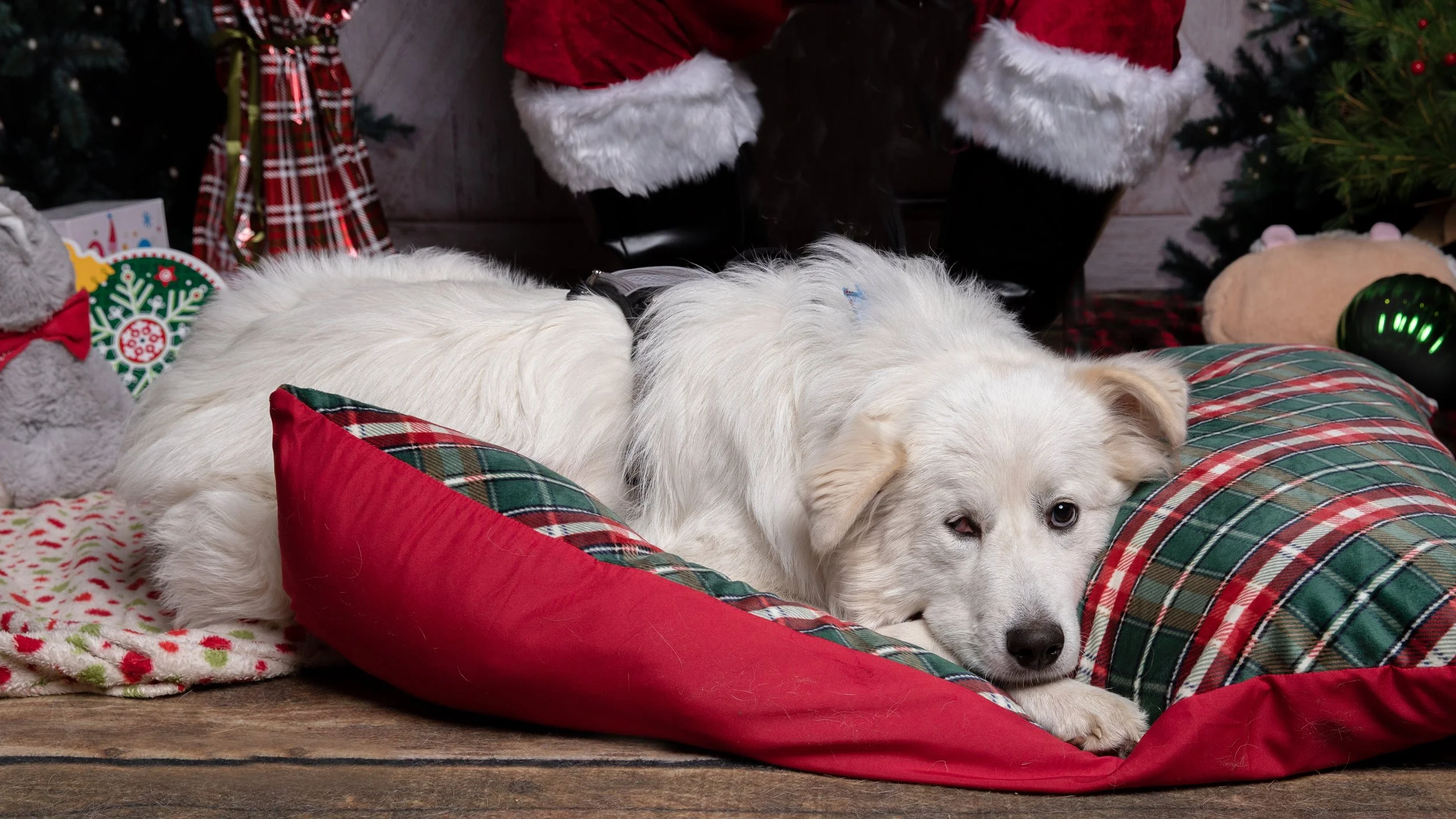 barkingbackblog-blogpost-body-Chelsea TLC 2 copy.jpg
