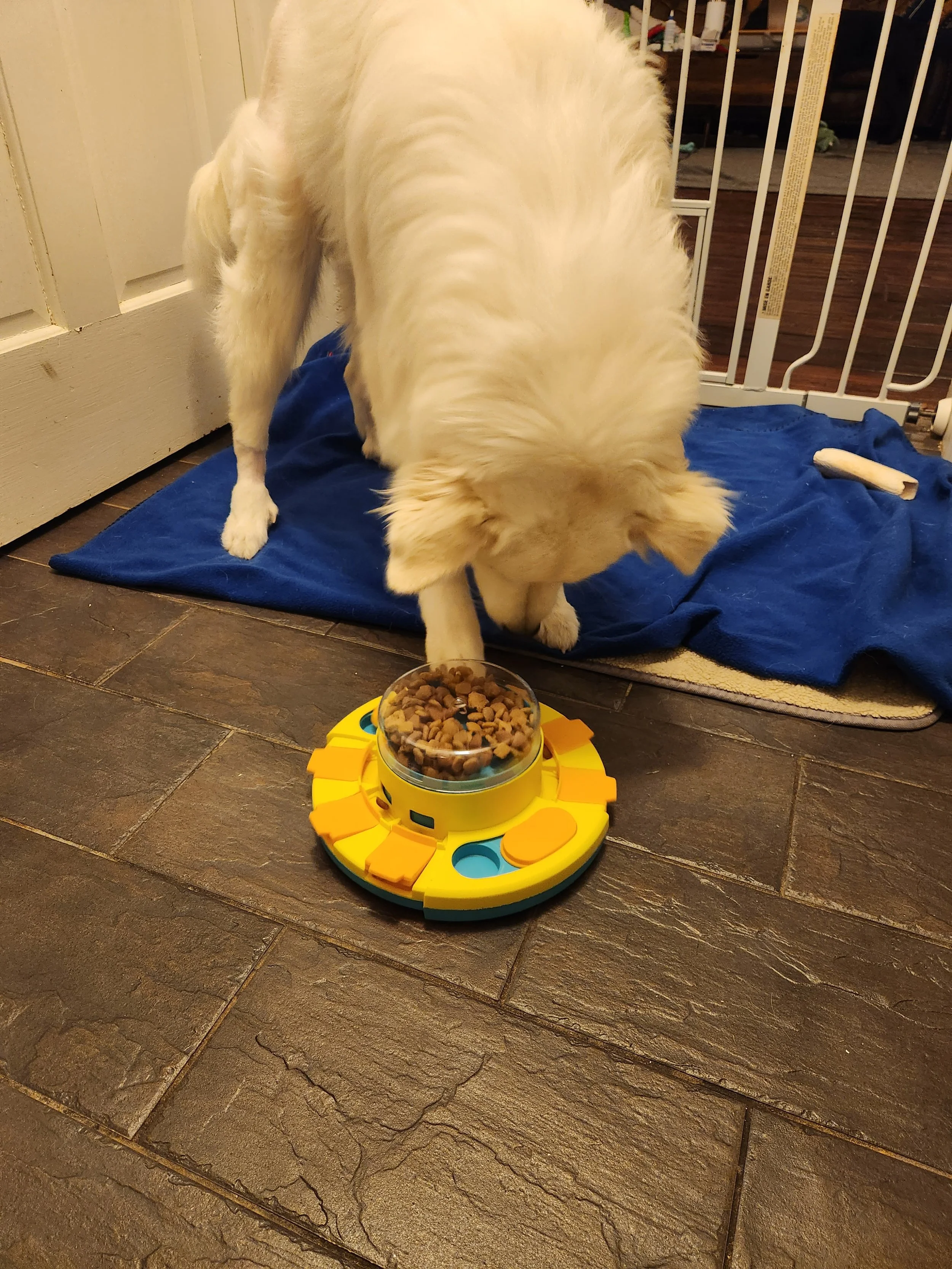 barkingbackblog-blogpost-hero-20231222_170834.jpg