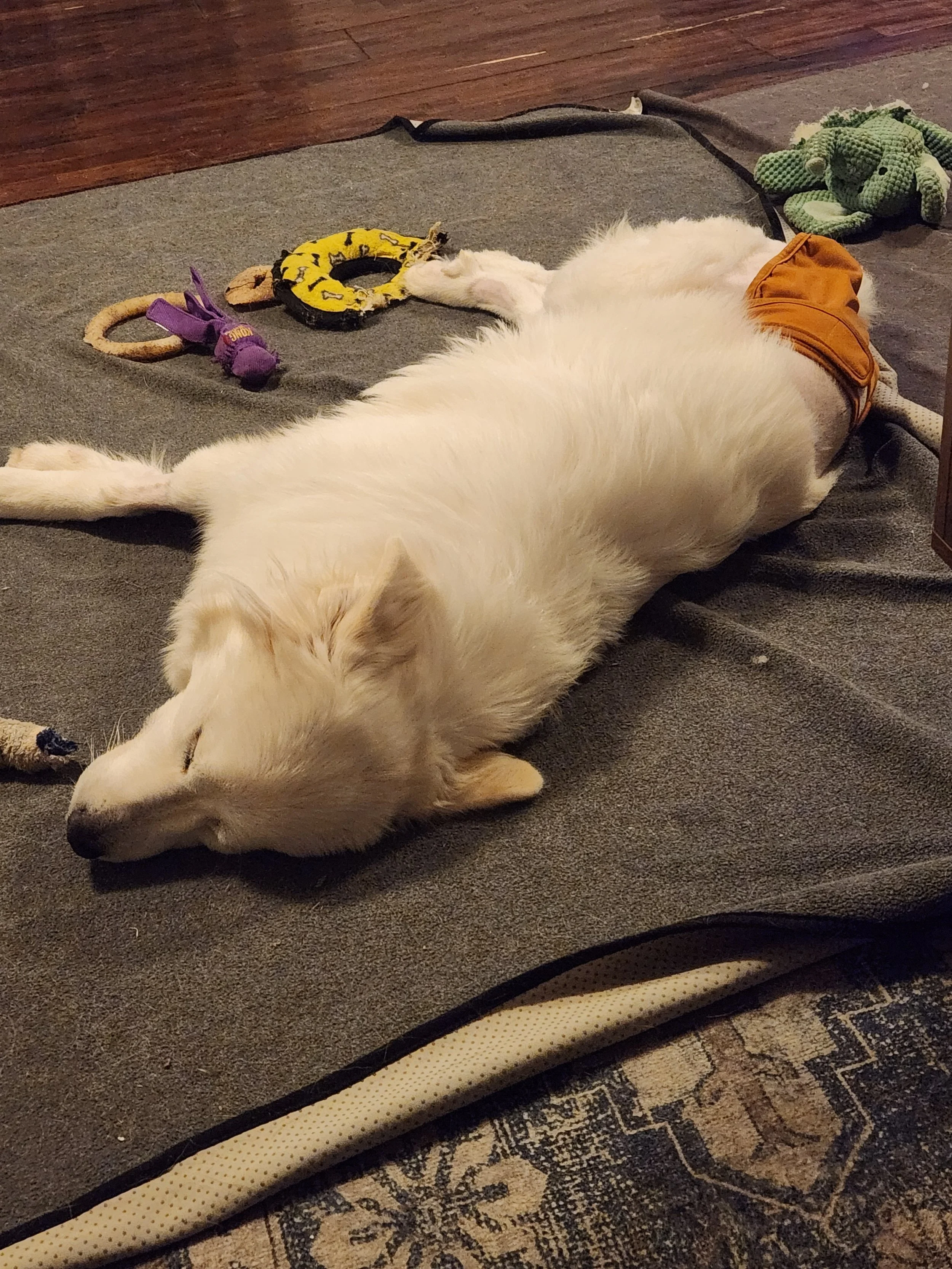 barkingbackblog-blogpost-body-20231219_230647.jpg