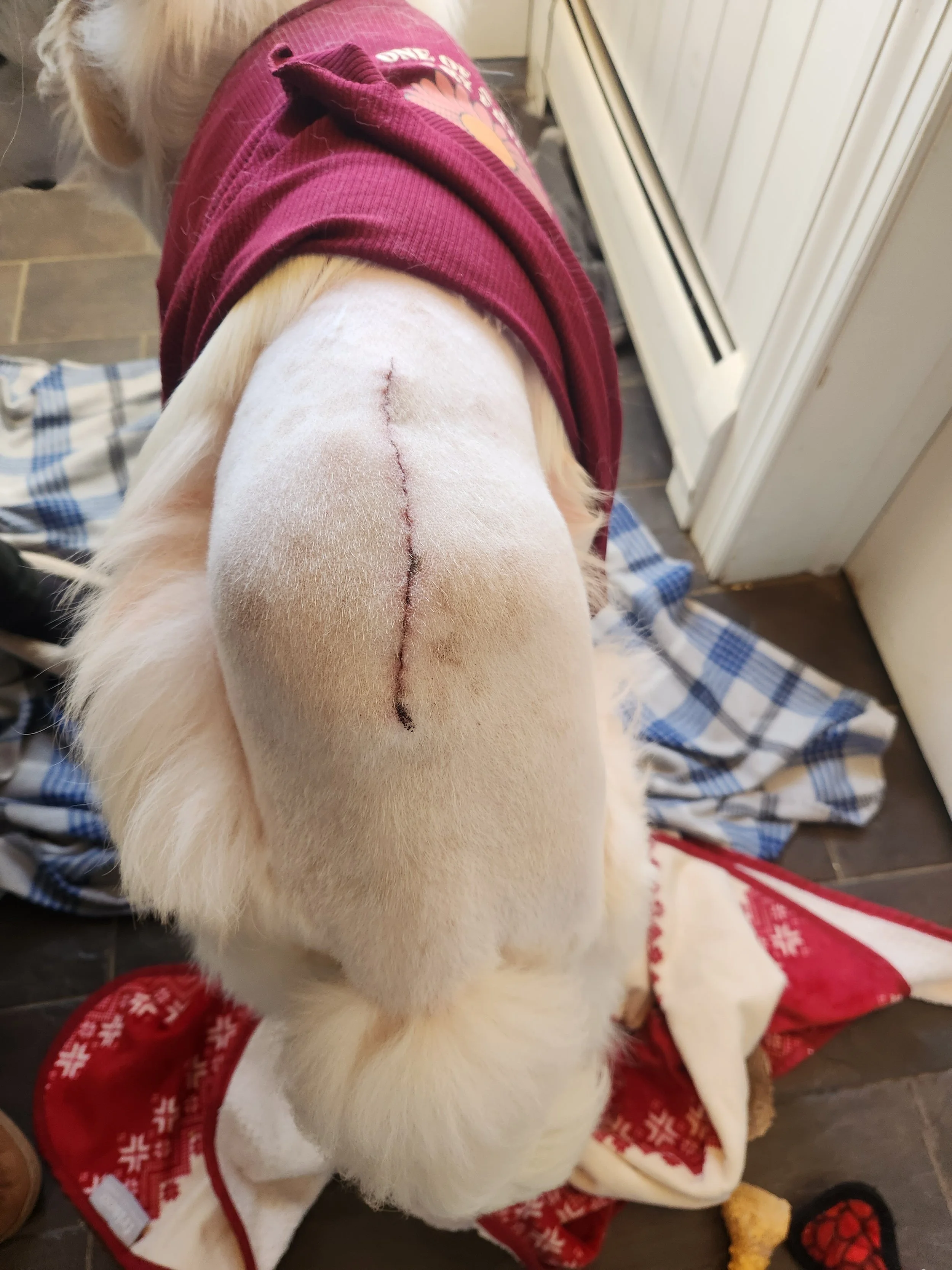 barkingbackblog-blogpost-body-20231213_114543.jpg