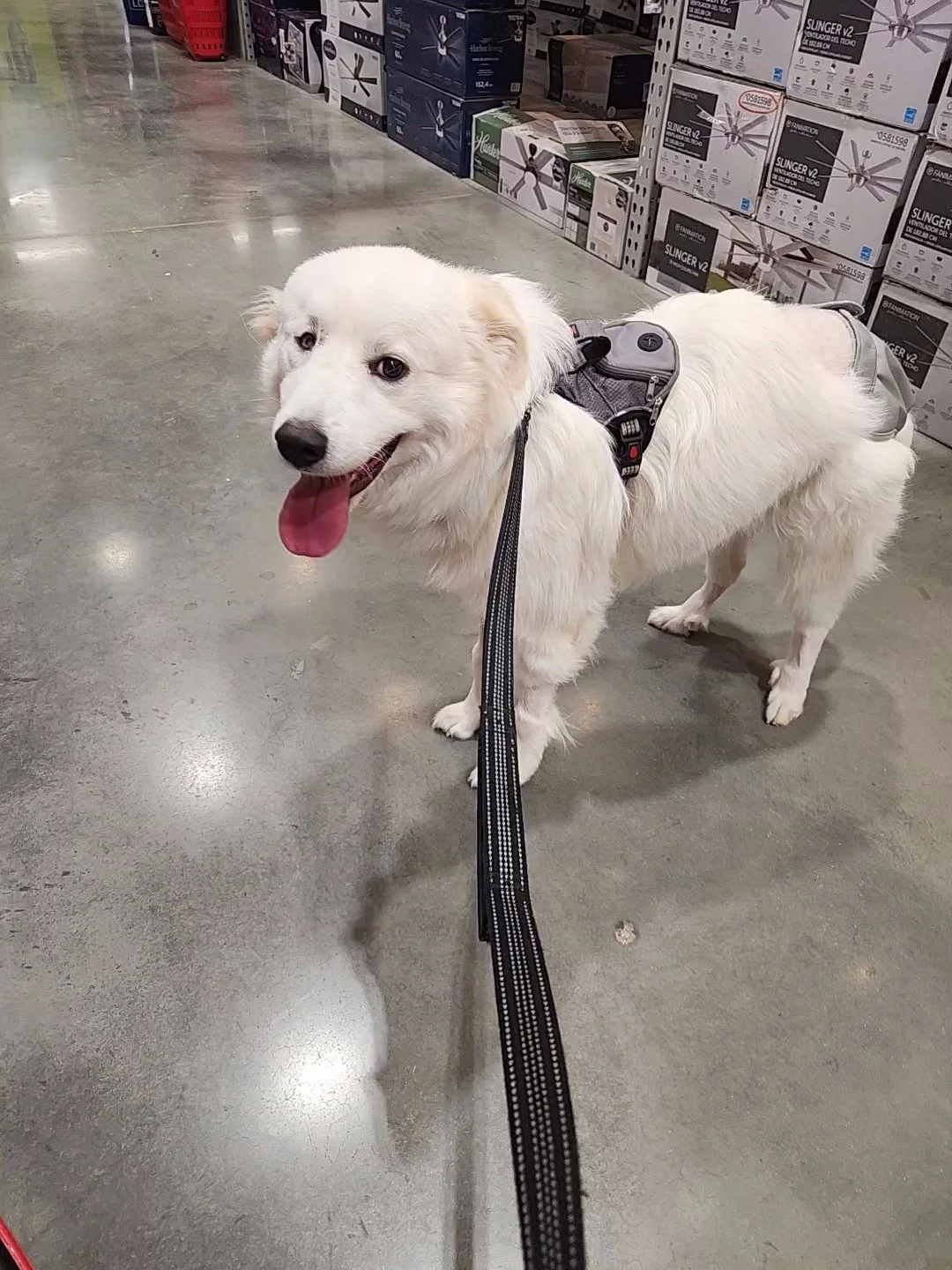 barkingbackblog-blogpost-body-Lowes Trip2.jpg