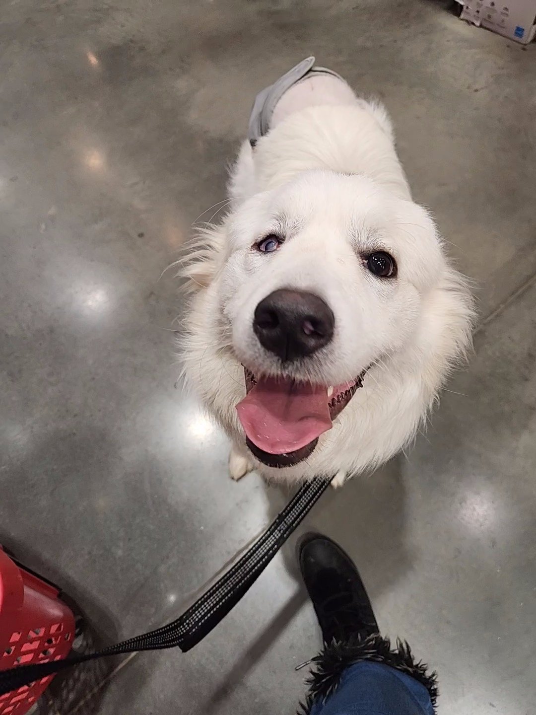 barkingbackblog-blogpost-body-Lowes Trip3.jpg
