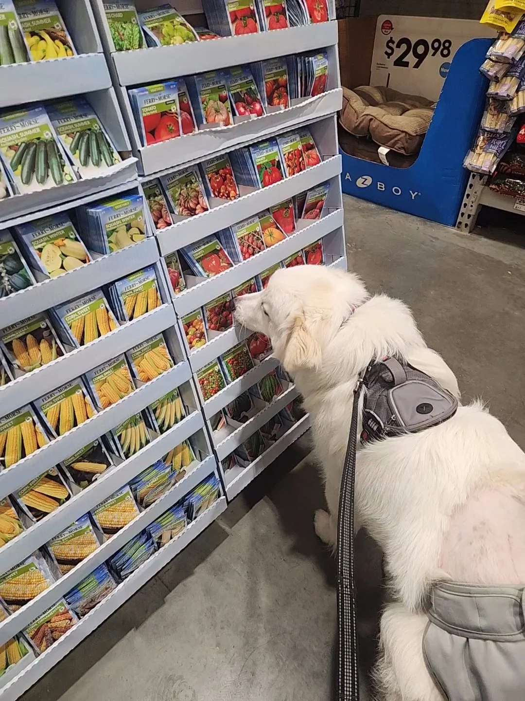 barkingbackblog-blogpost-body-Lowes Trip5.jpg