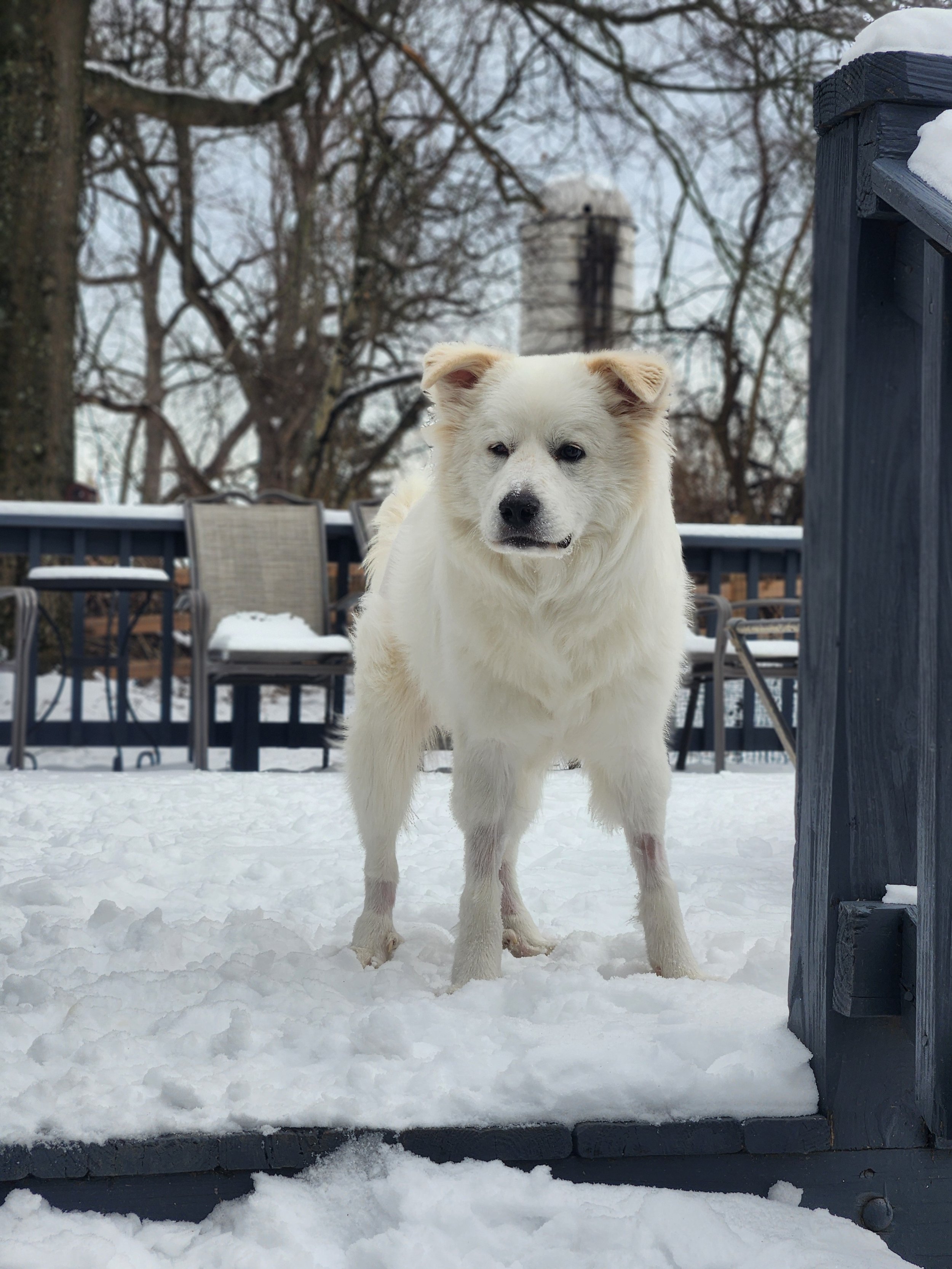 barkingbackblog-blogpost-body-20240118_151252.jpg