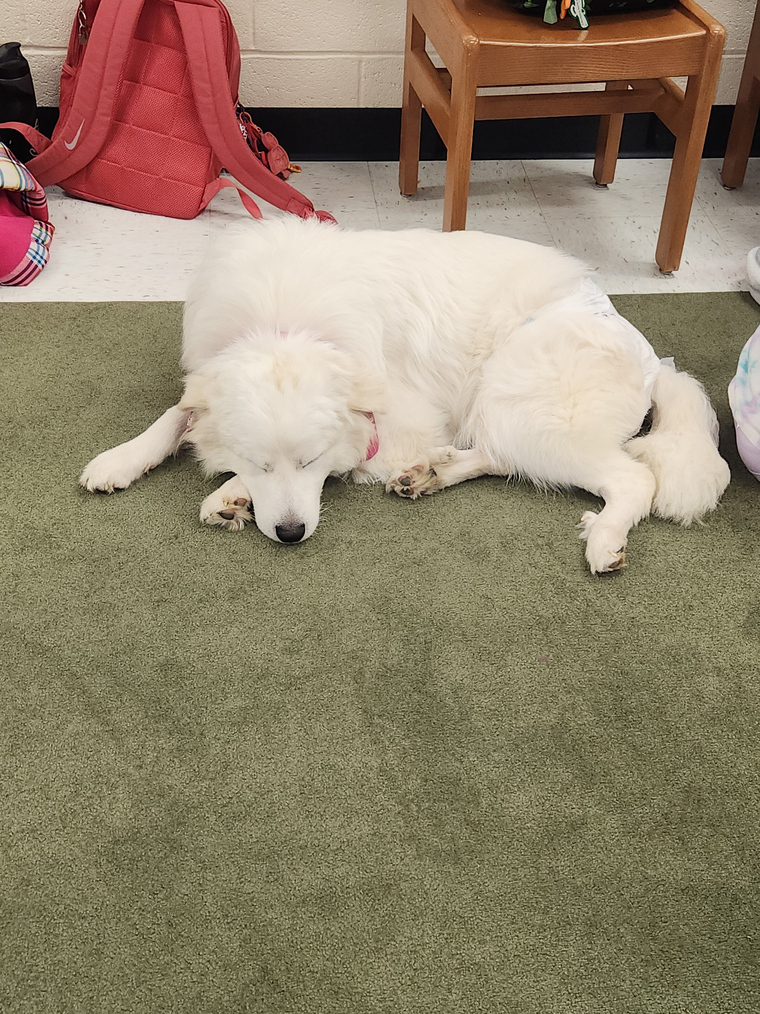 barkingbackblog-blogpost-body-20240131_155419.jpg