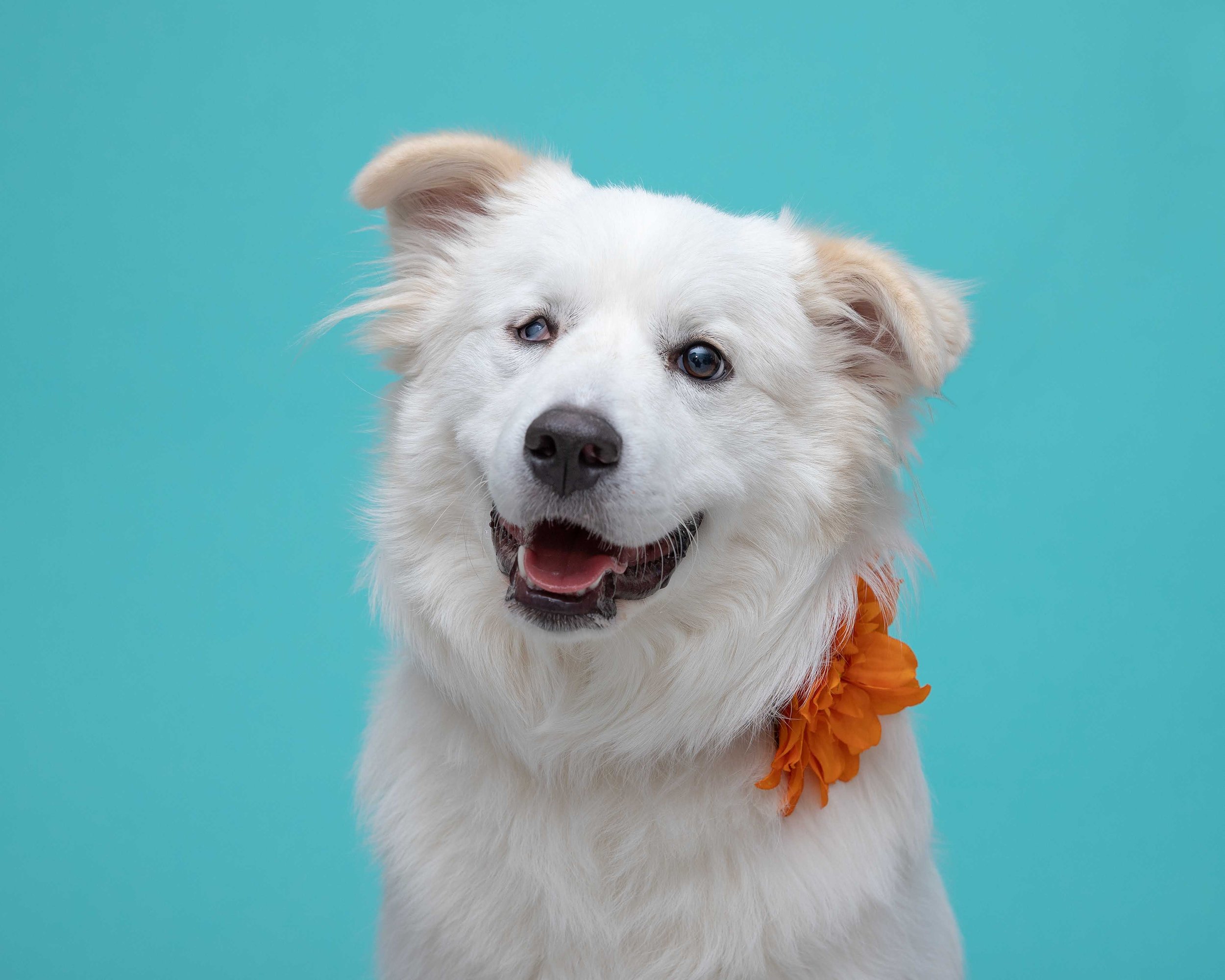 Dreaming of Furever…