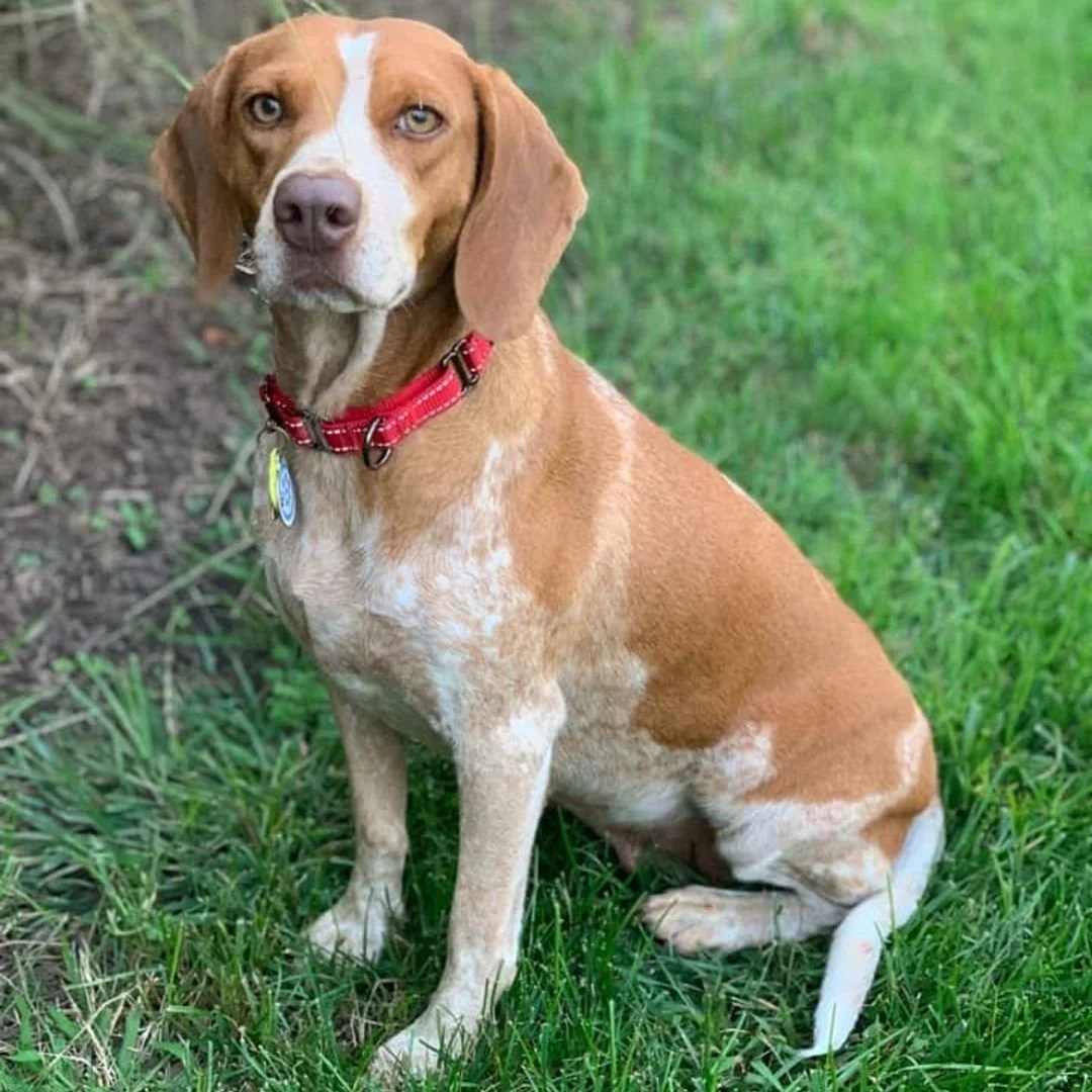 Lulu Belle
