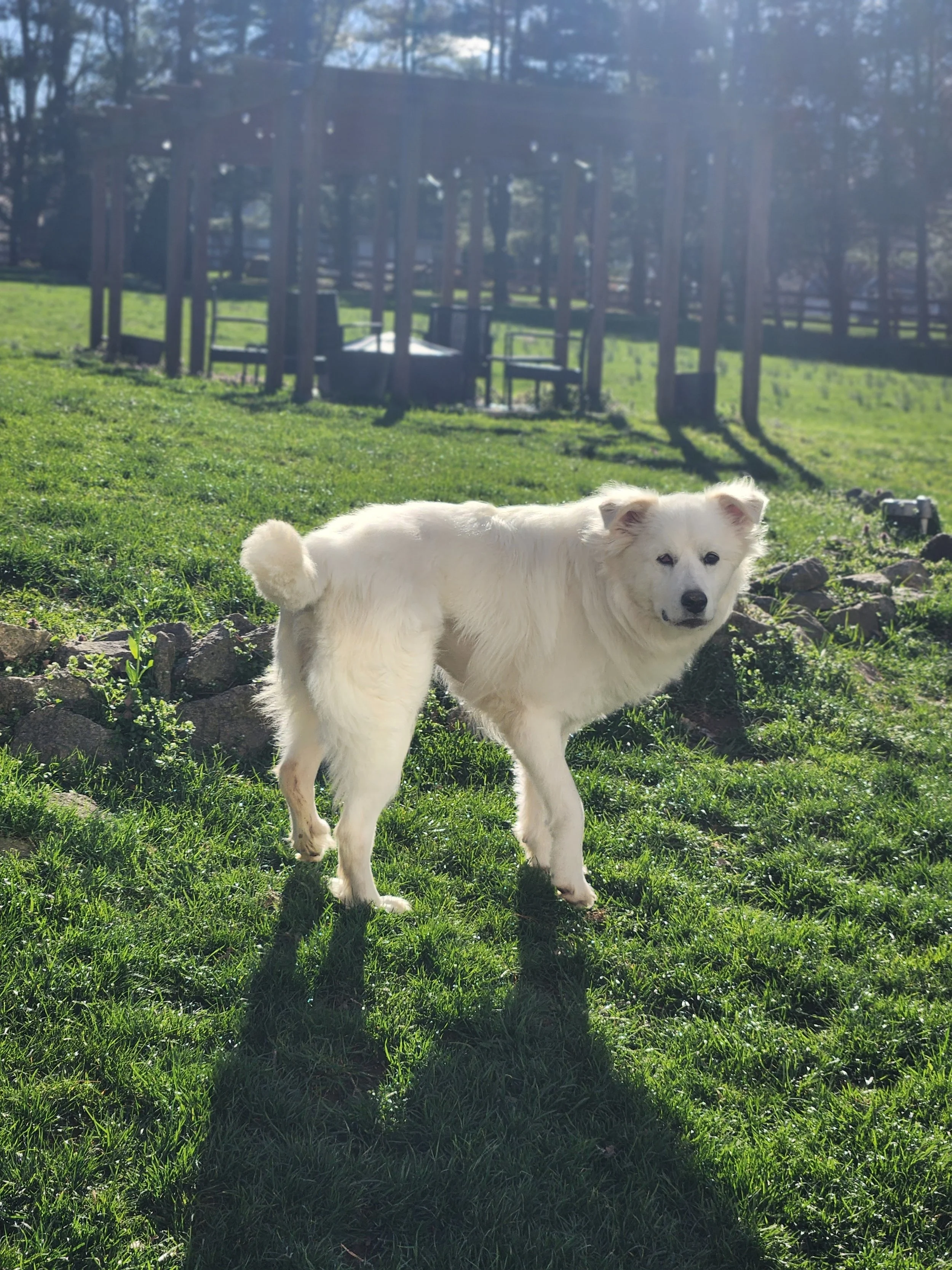 barkingbackblog-blogpost-body-Image 3000.0x4000.jpg