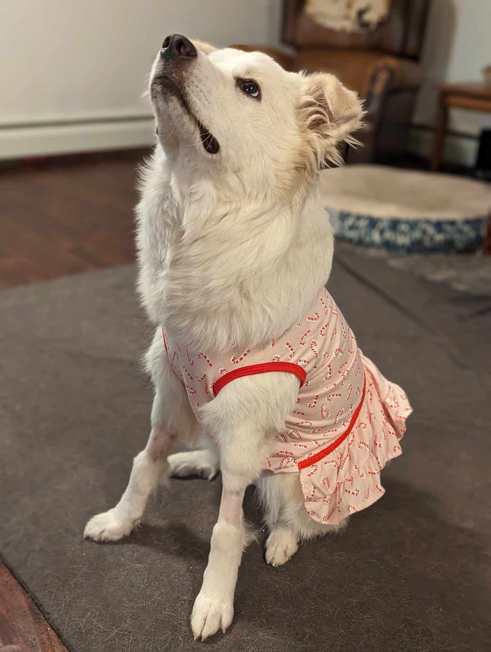 Chelsea Christmas3.jpeg